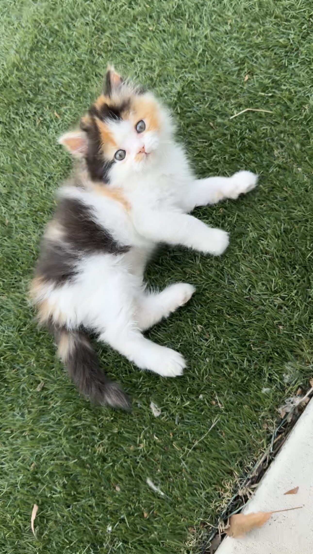 Persian kittens image 3