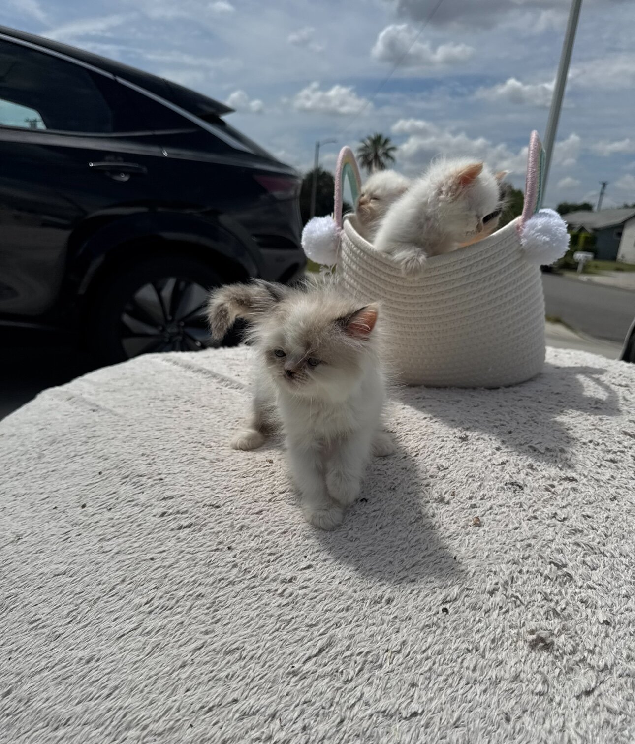 Persian kittens image 4