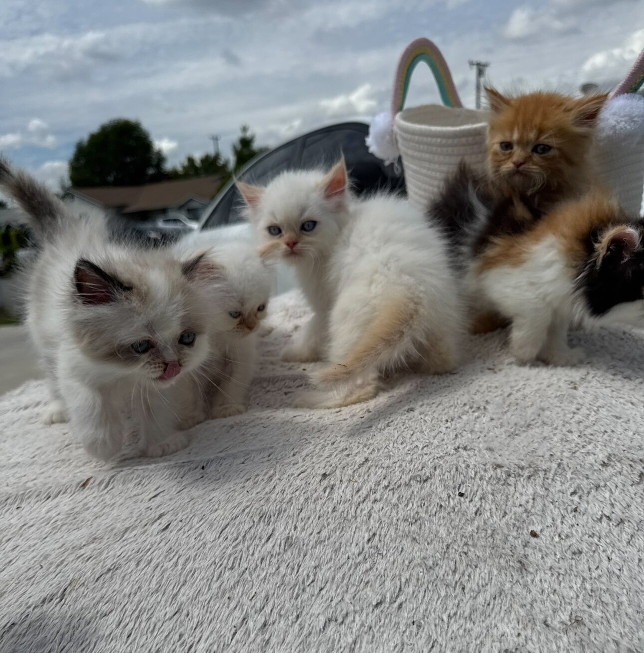 Persian kittens image 2