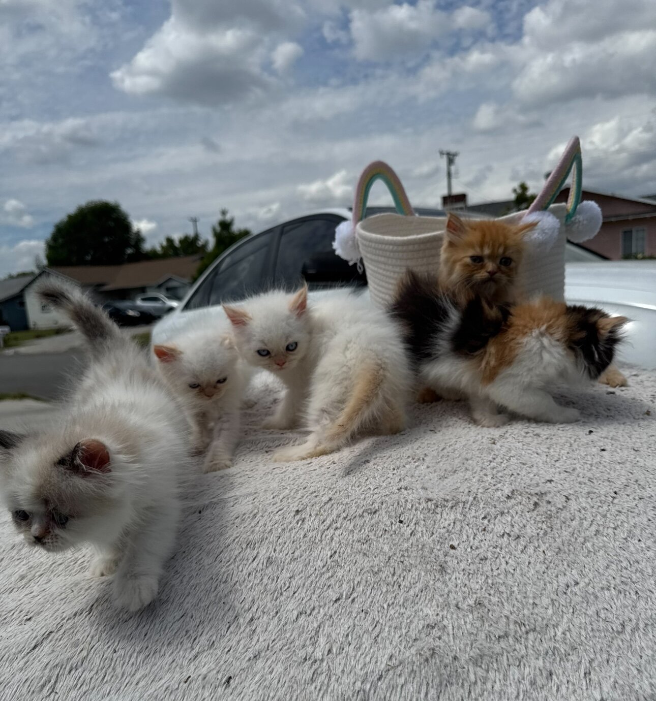 Persian kittens image 5