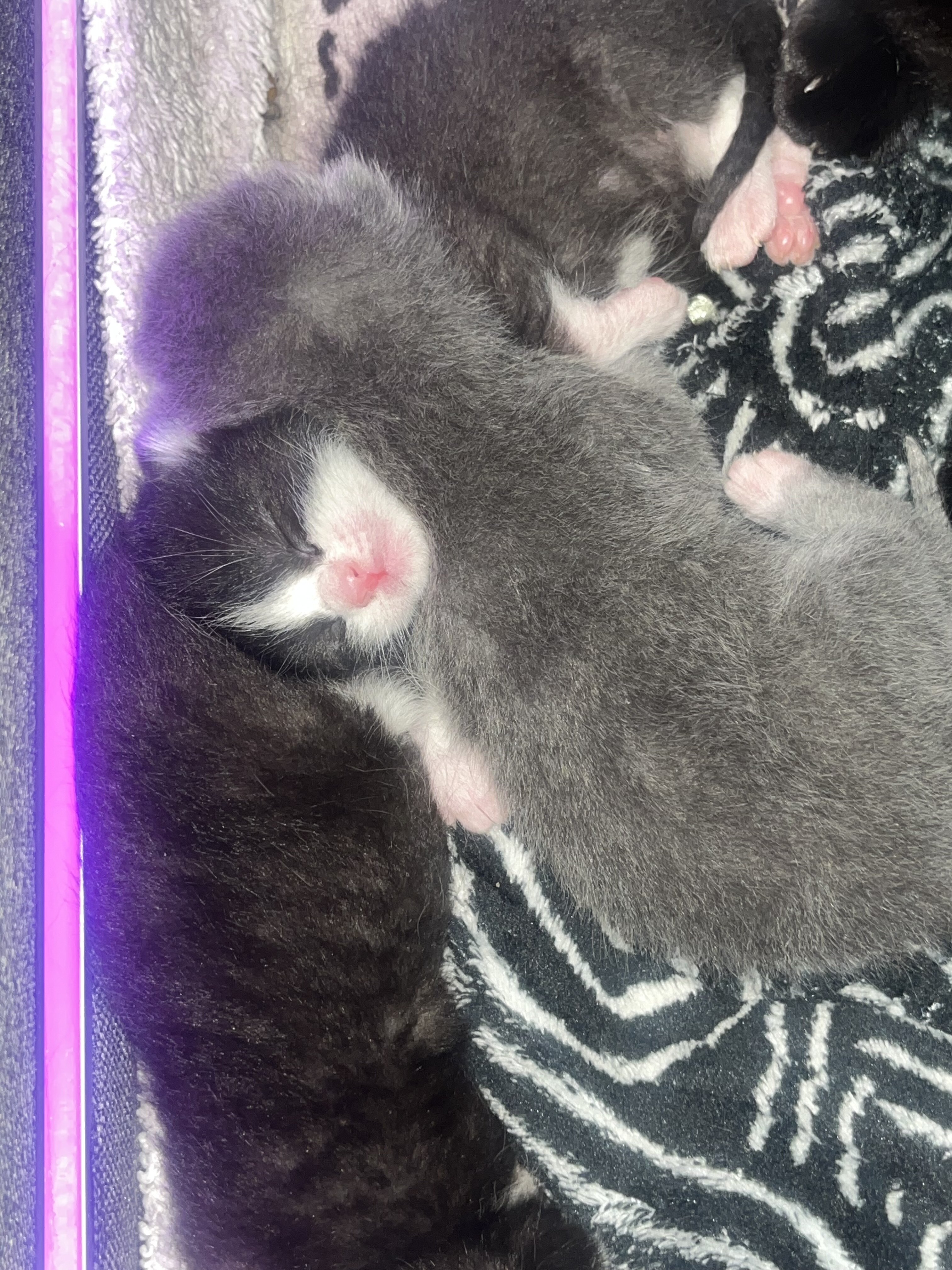 Rehoming kittens image 1