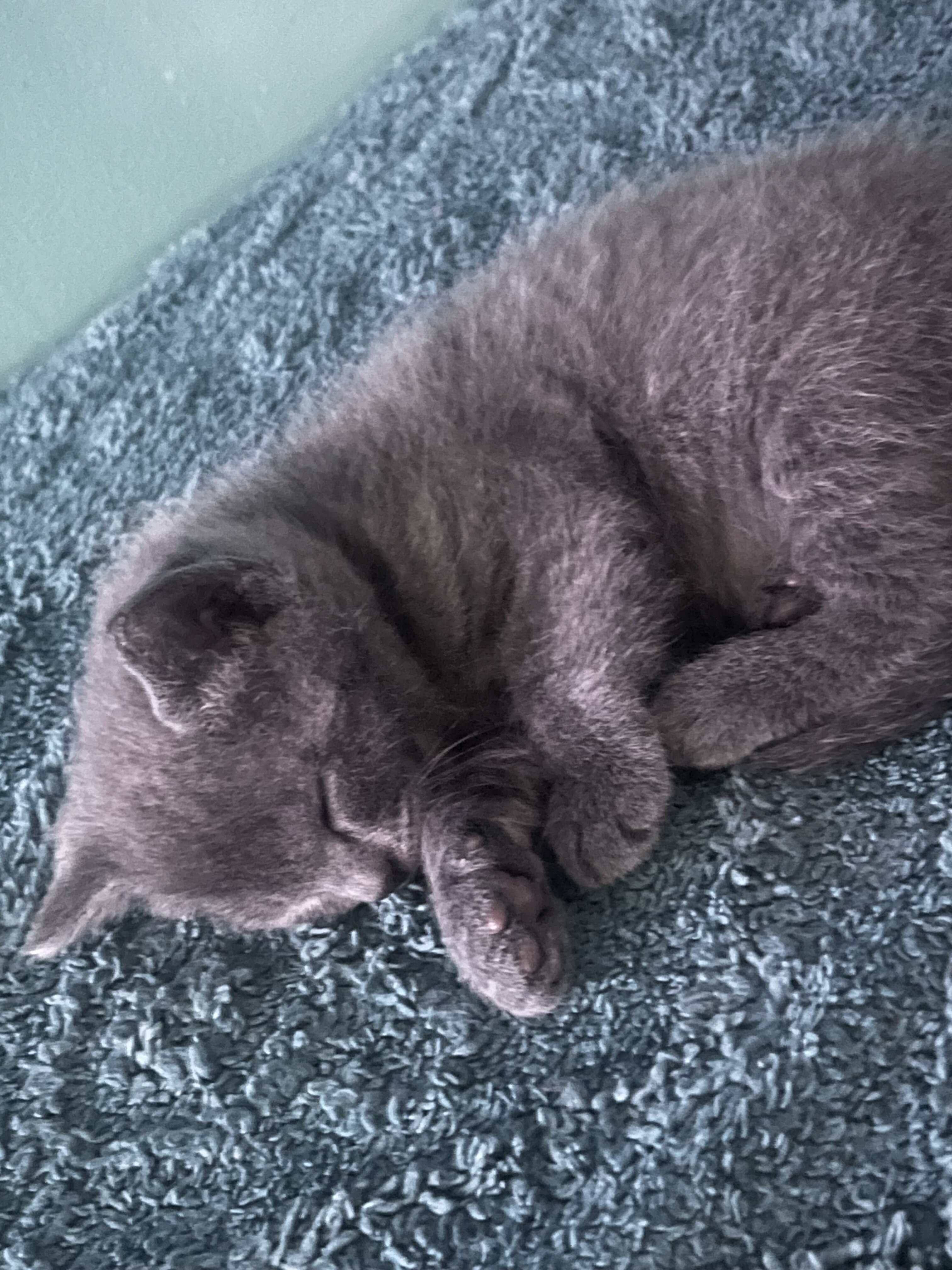 Rehoming kittens image 2