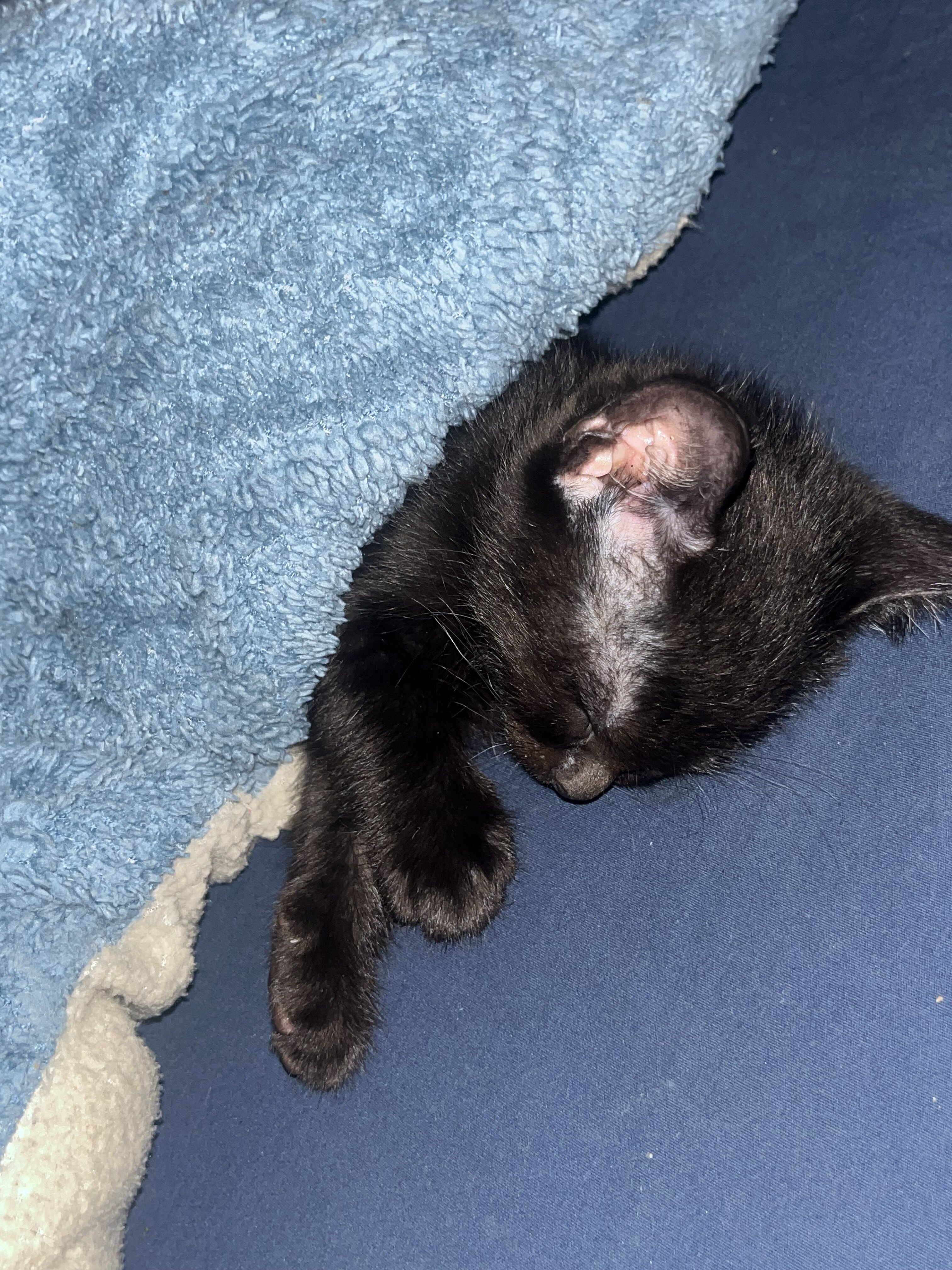 Rehoming kittens image 3
