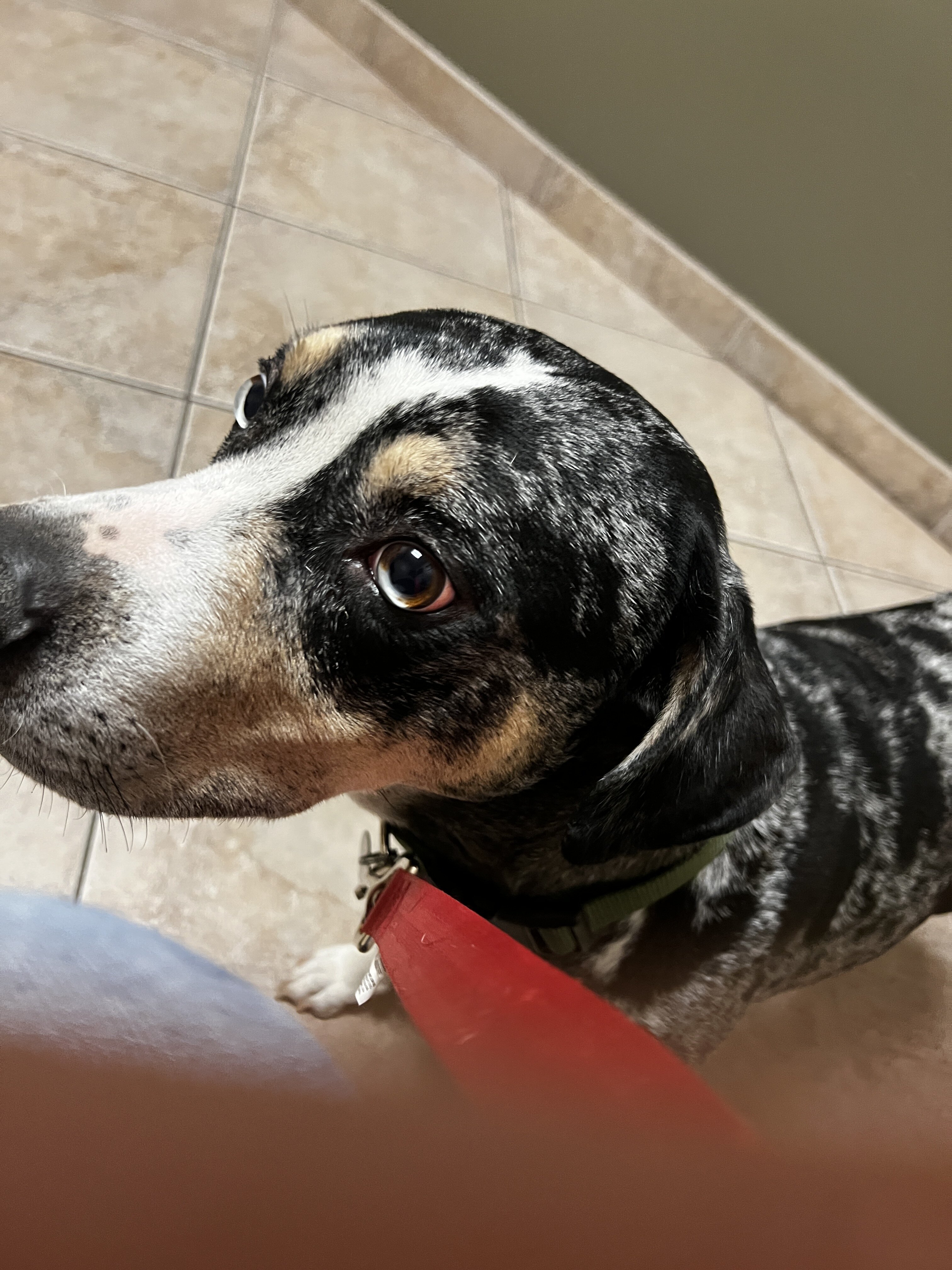 Catahoula  hound image 1