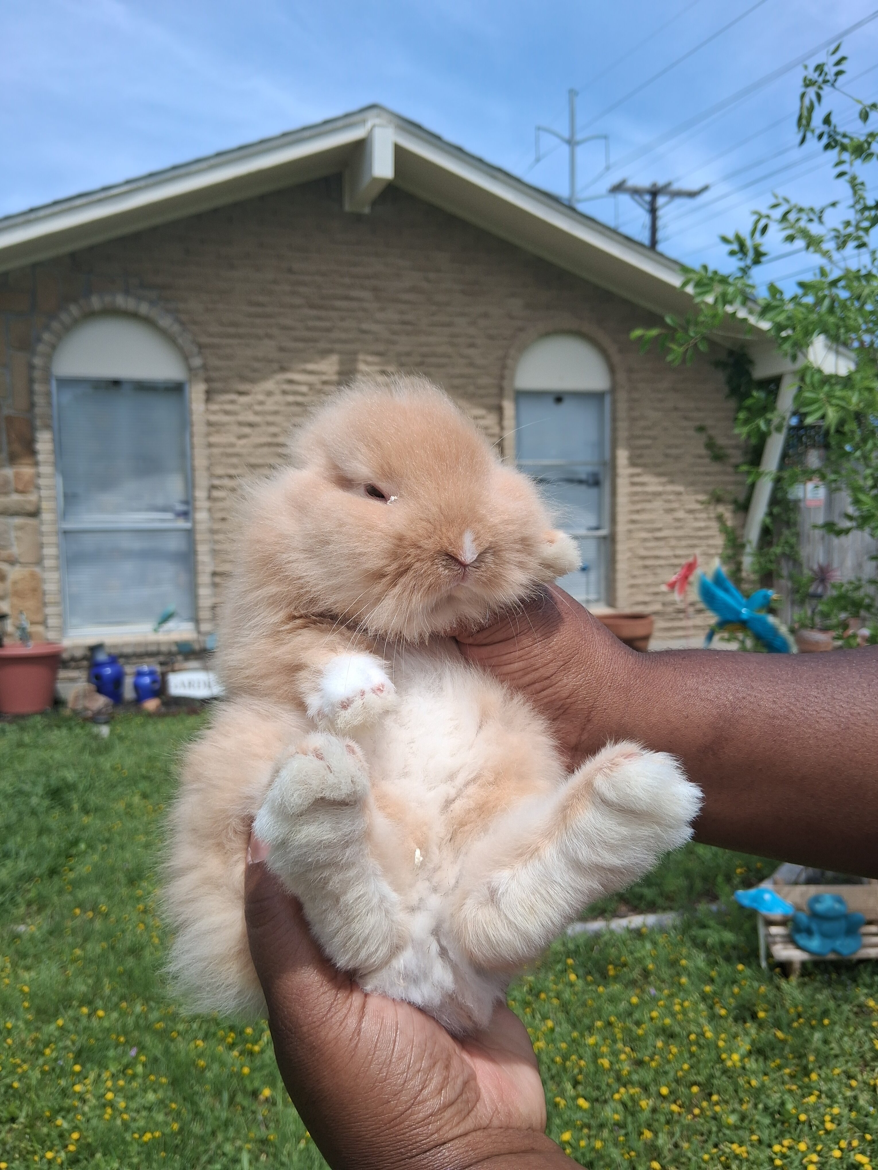 Bunny image 2
