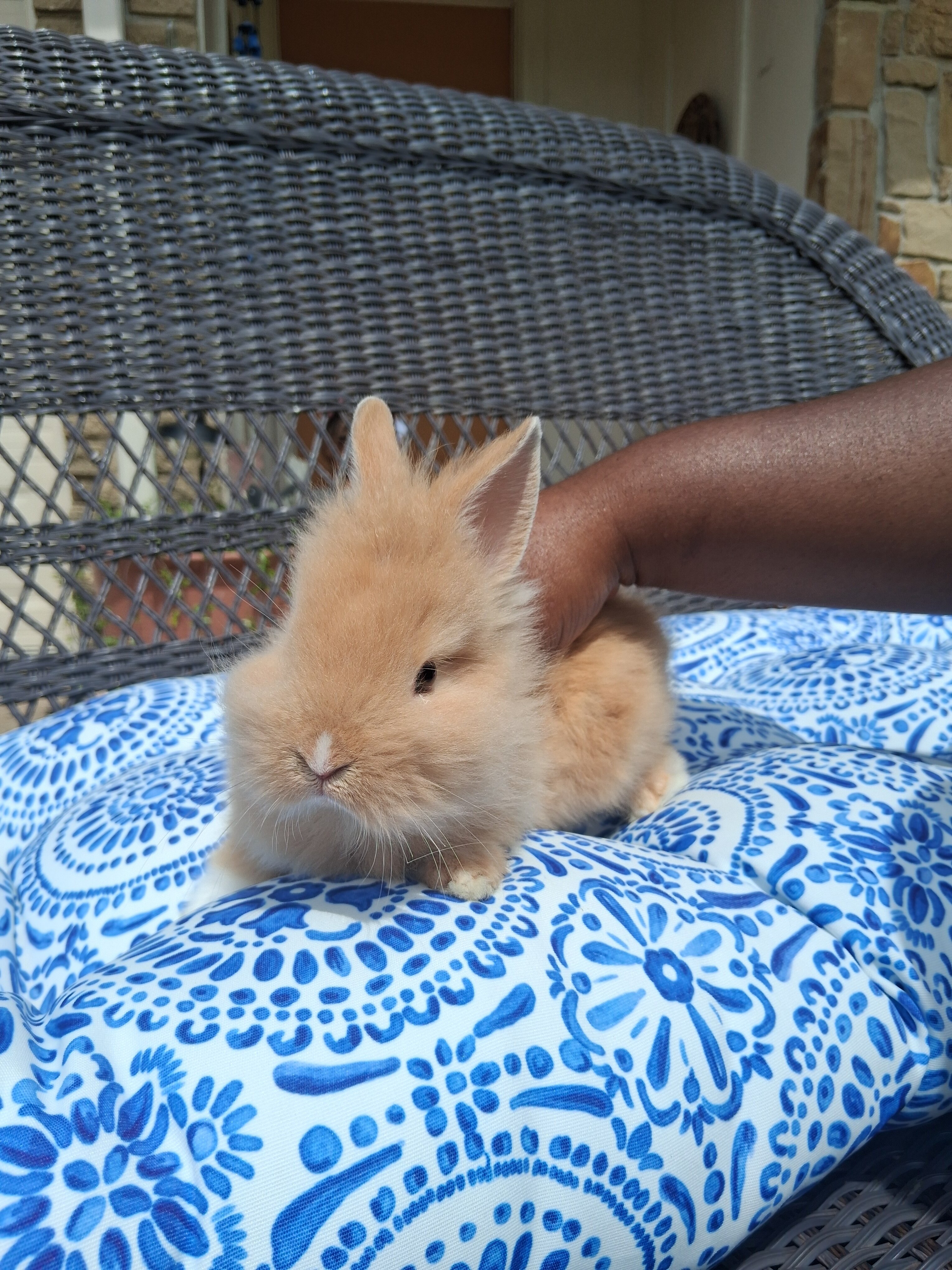 Bunny image 1