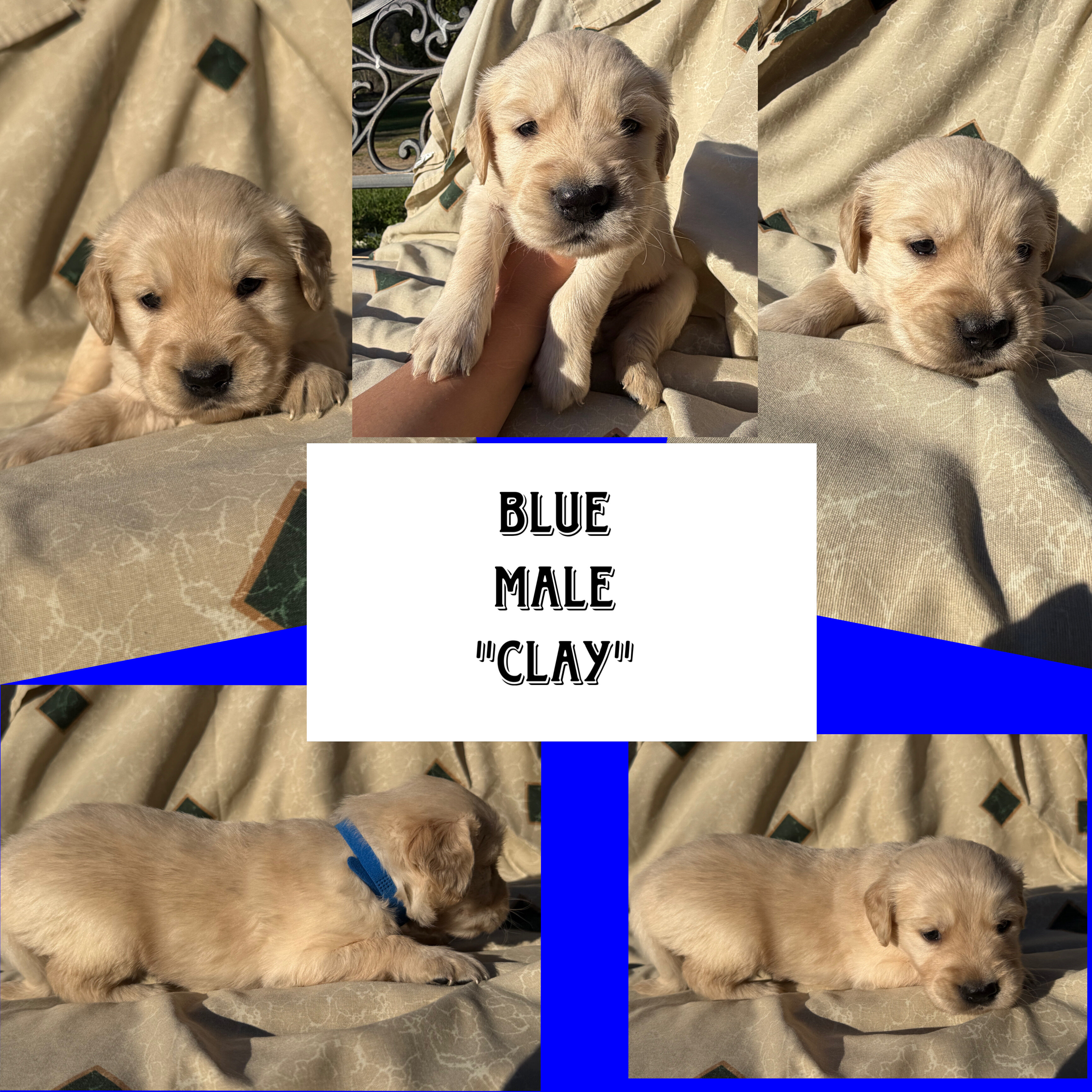 Golden Retriever pups image 2