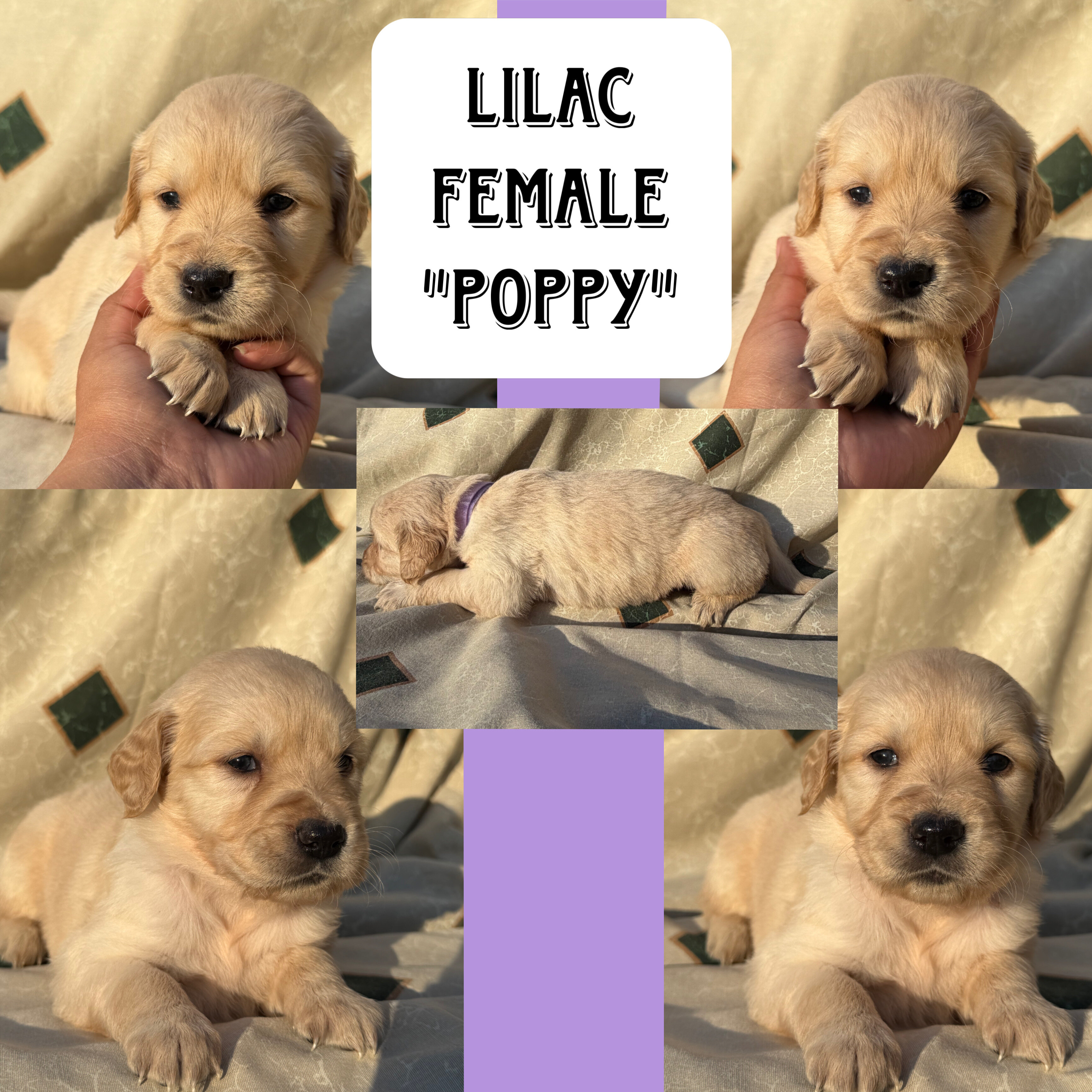 Golden Retriever pups image 4