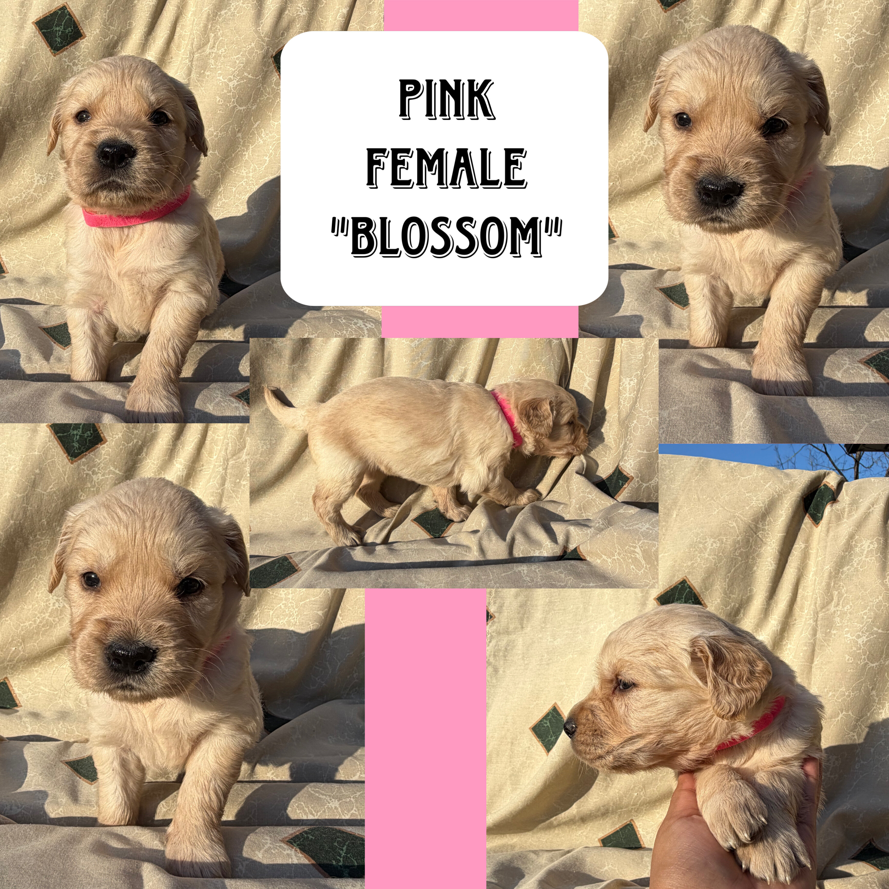 Golden Retriever pups image 5