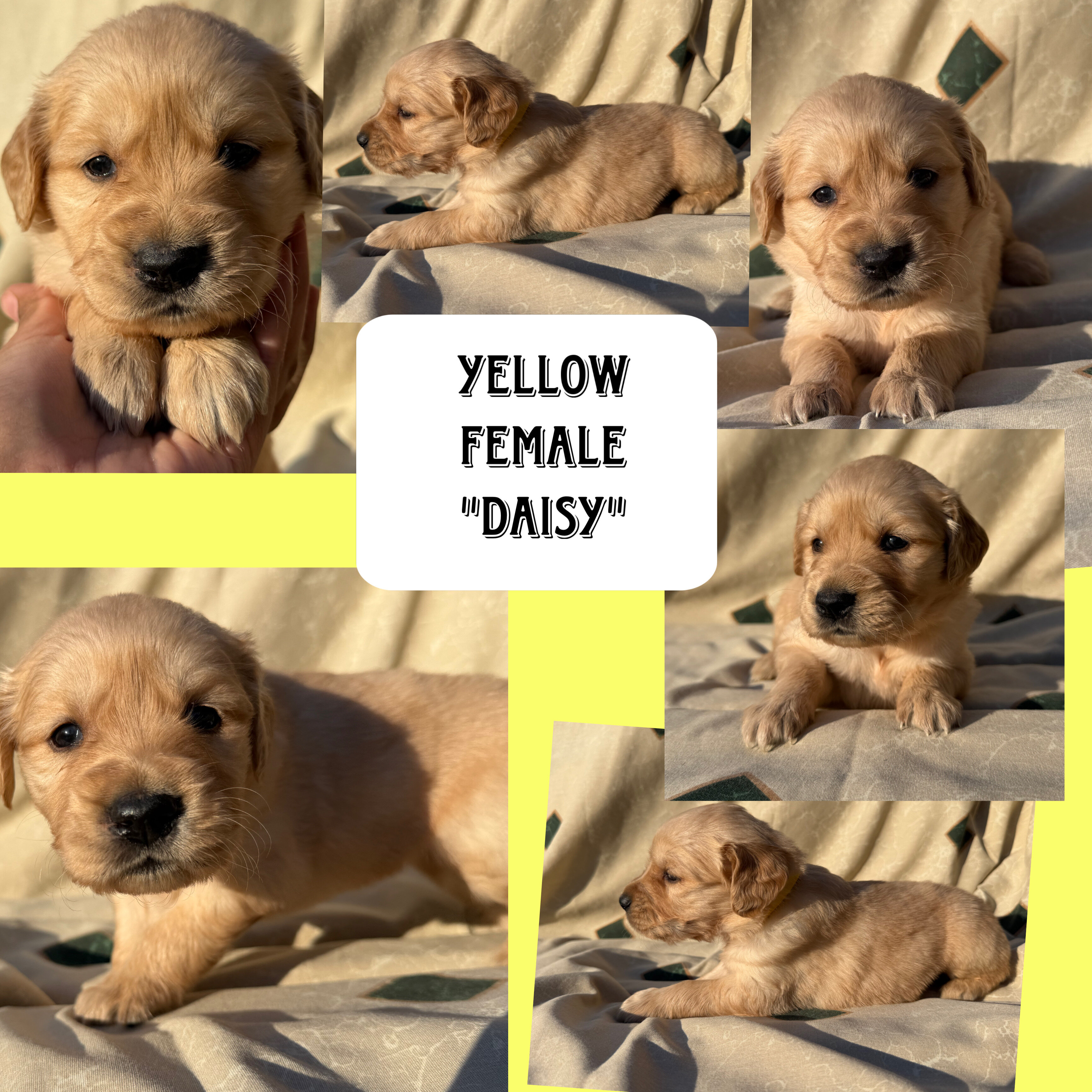 Golden Retriever pups image 3