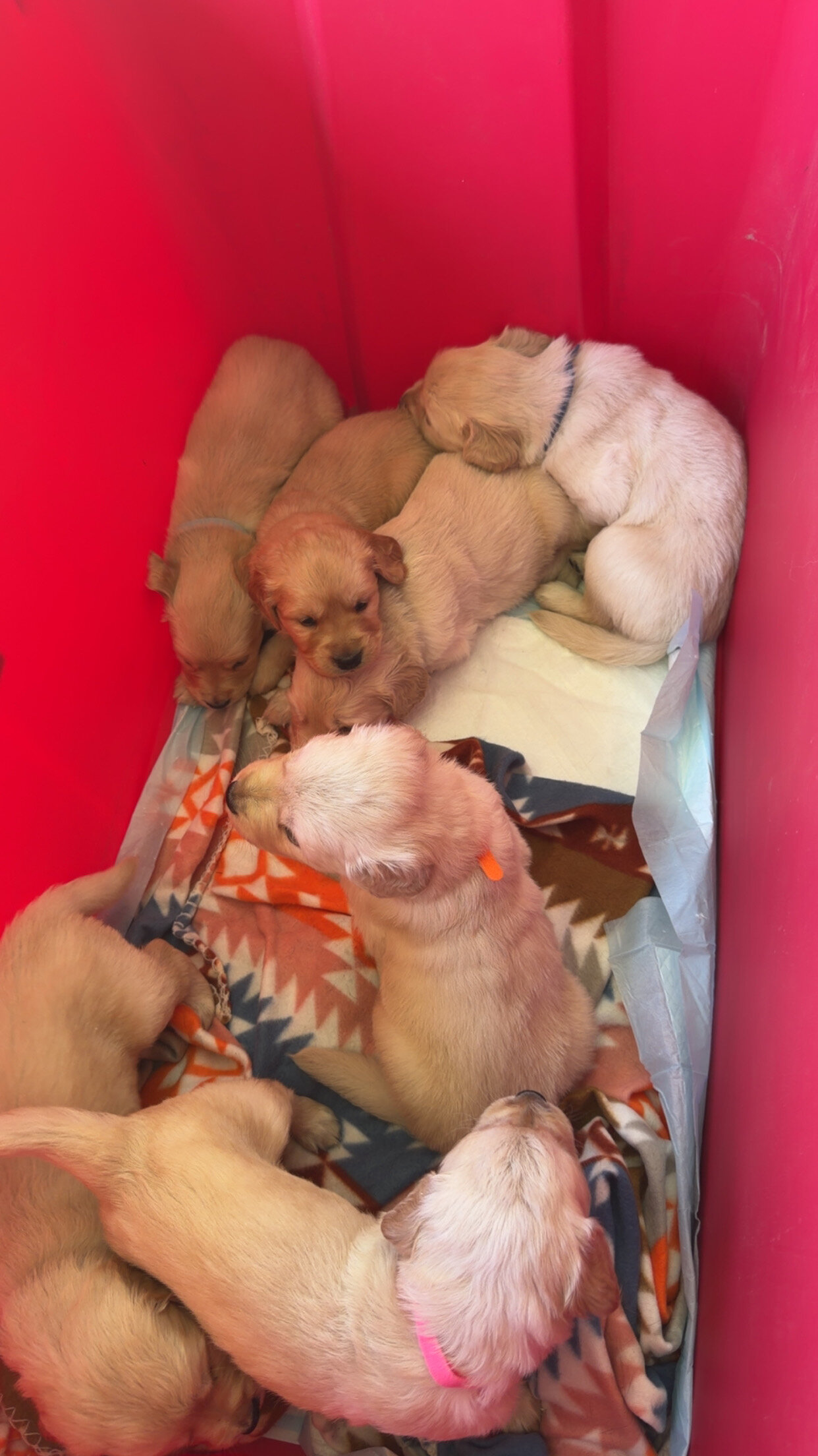 Golden Retriever pups image 7