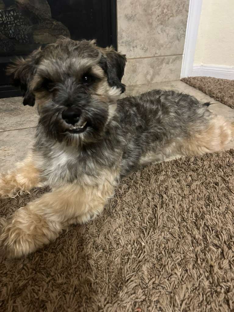 Bean - Schnoodle (2 years old) image 3