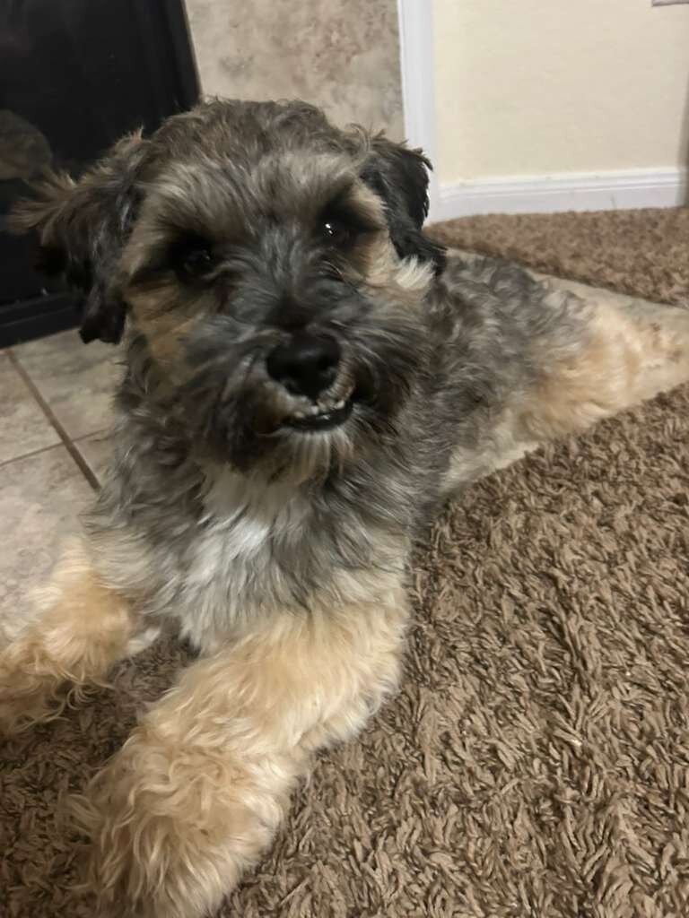 Bean - Schnoodle (2 years old) image 2