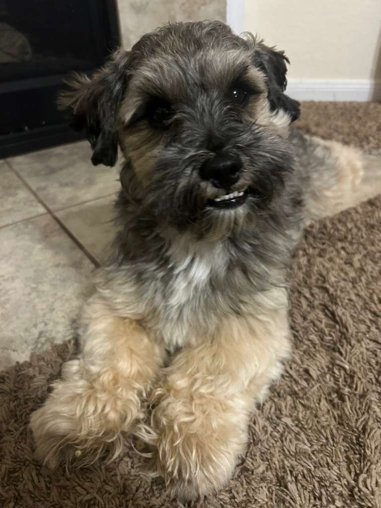 Bean - Schnoodle (2 years old) image 1