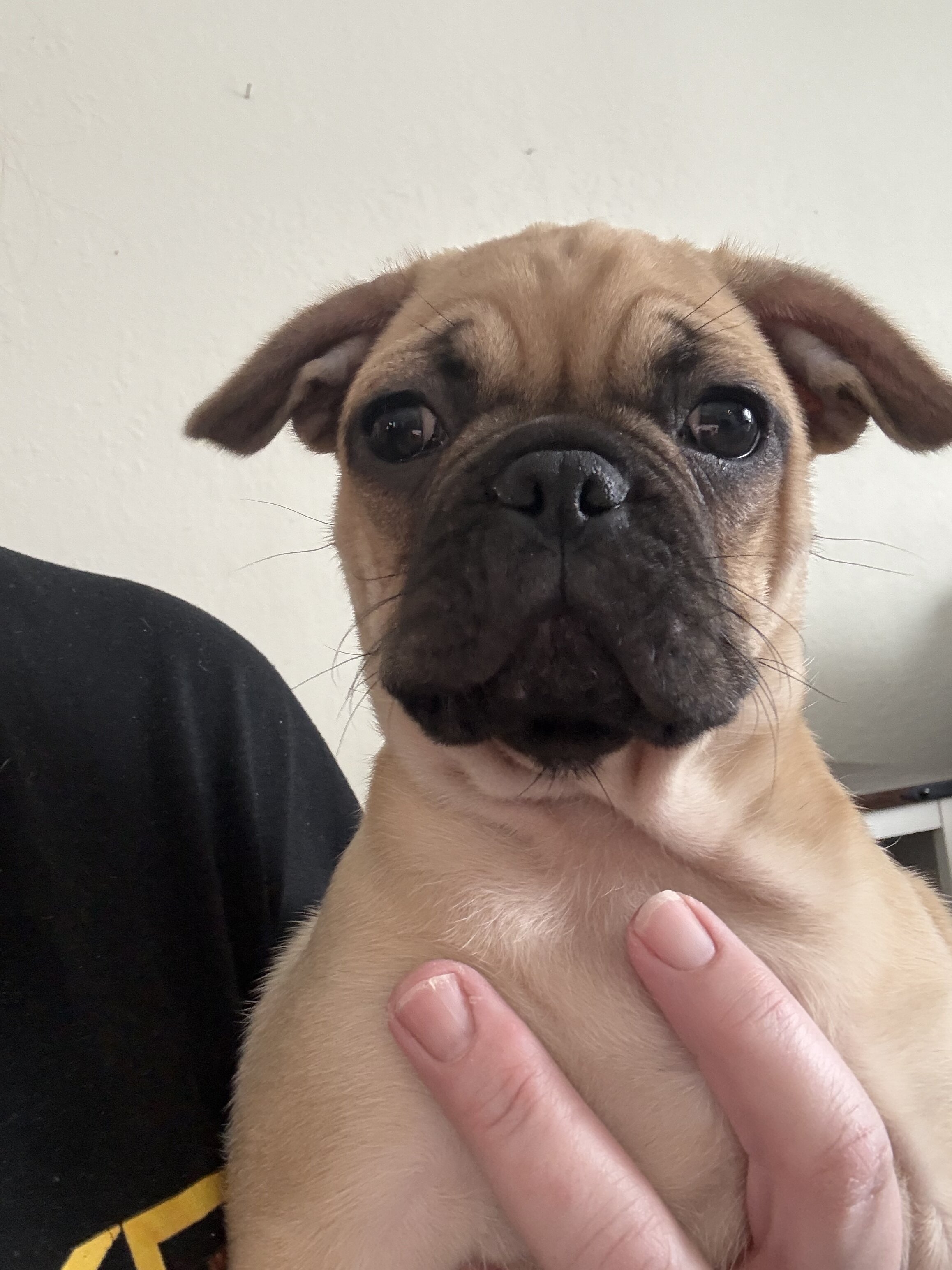 French bulldog/pug (frugs) puppies image 4