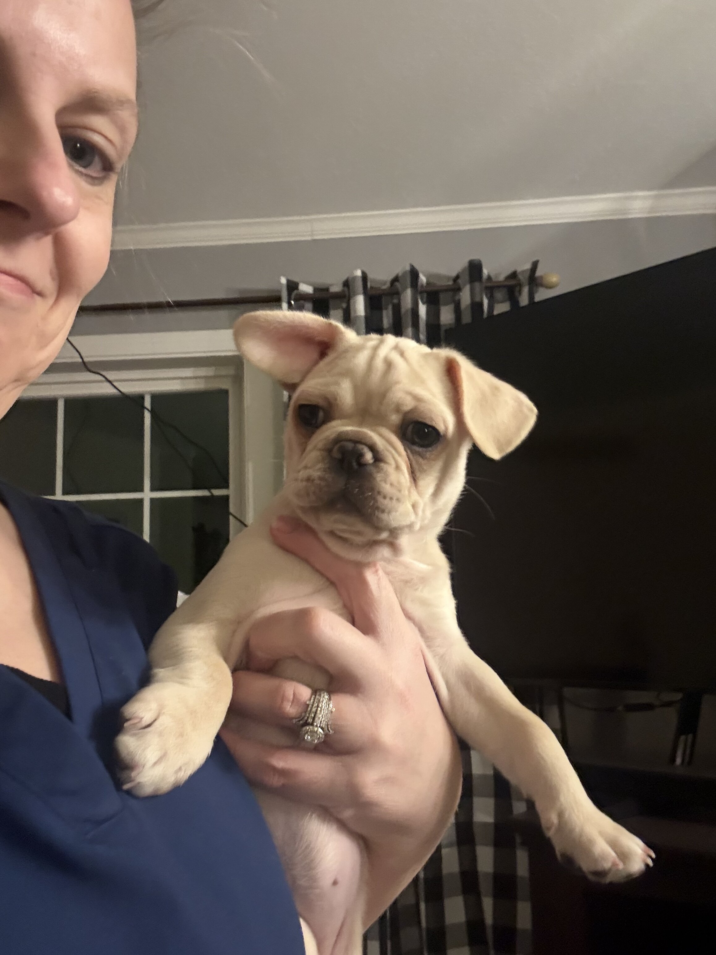 French bulldog/pug (frugs) puppies image 2