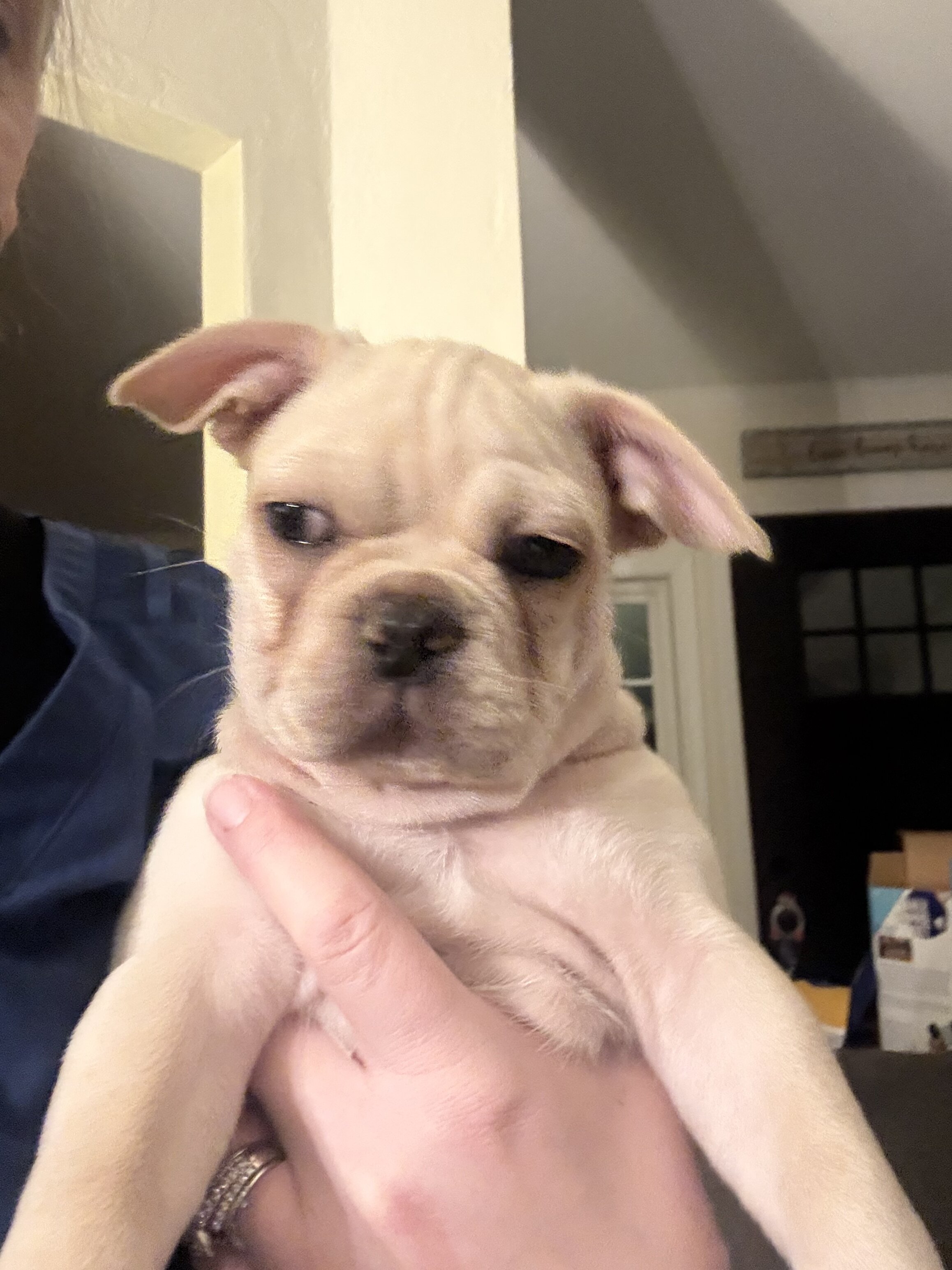 French bulldog/pug (frugs) puppies image 1