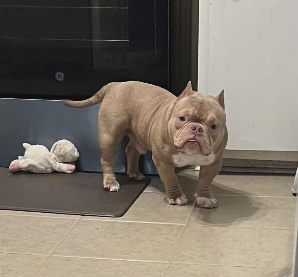 American Bully image 2