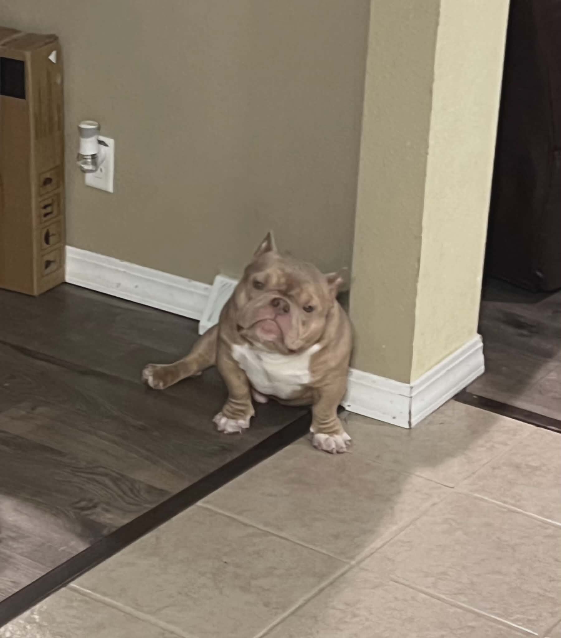 American Bully image 5