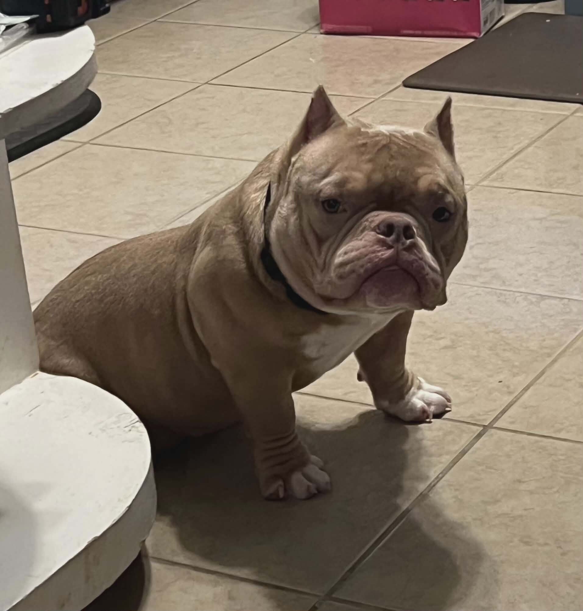 American Bully image 3