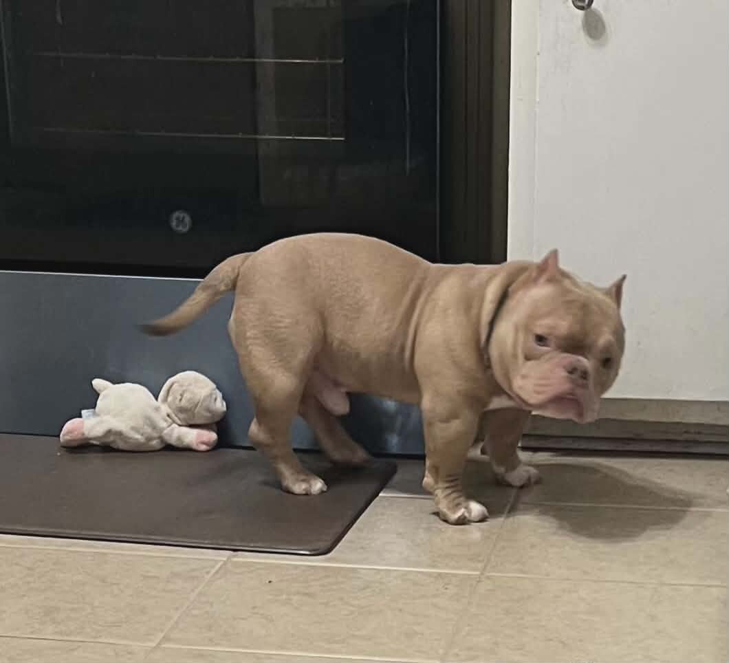 American Bully image 4