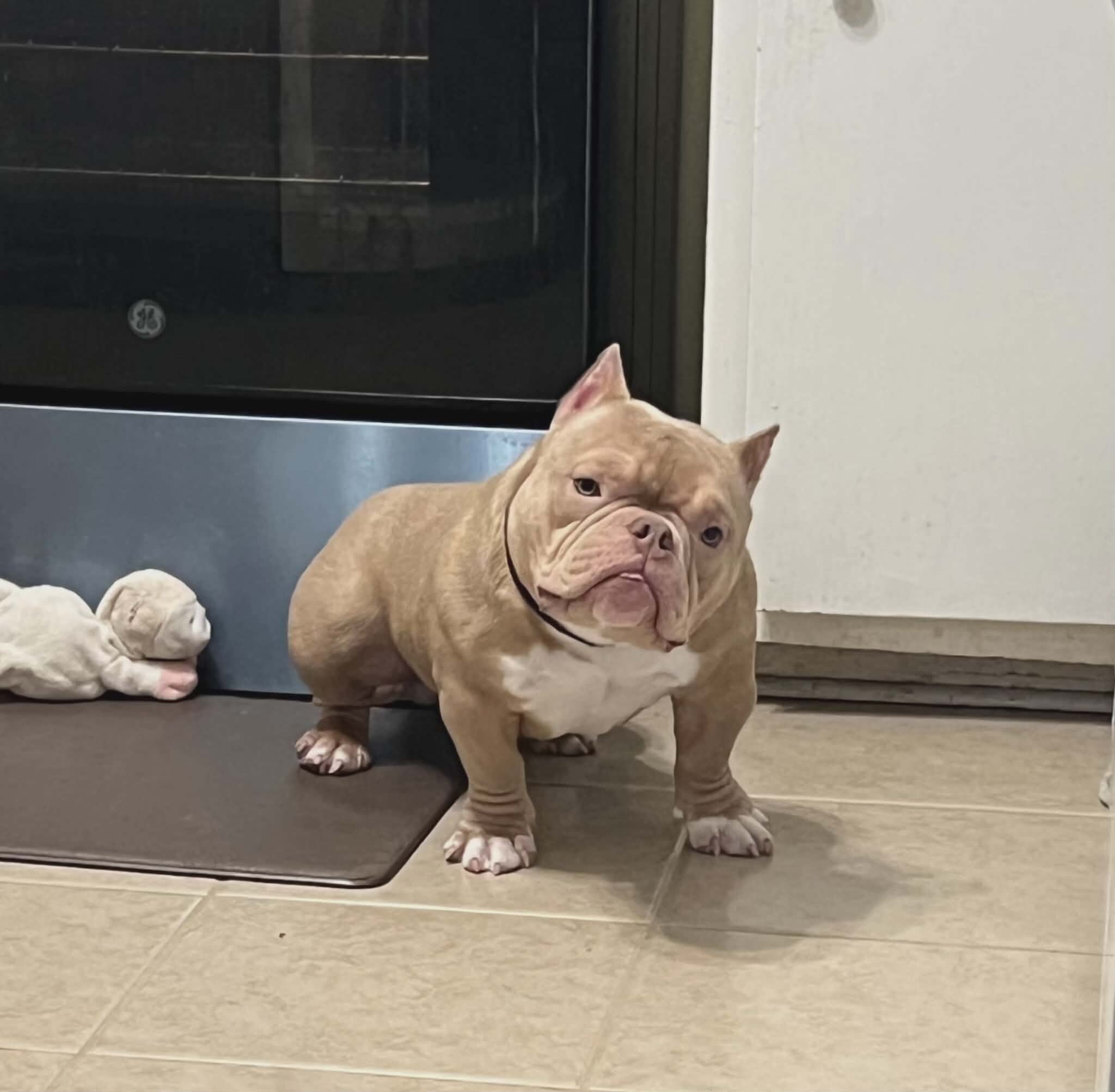 American Bully image 1