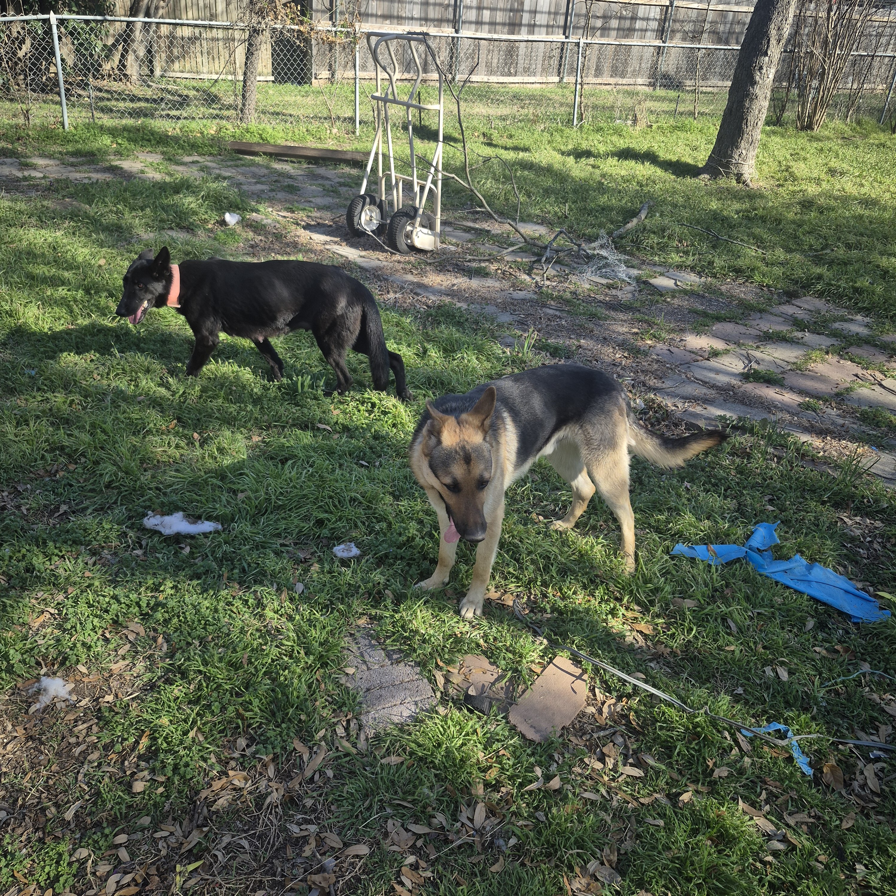 German shepherd puppies image 1