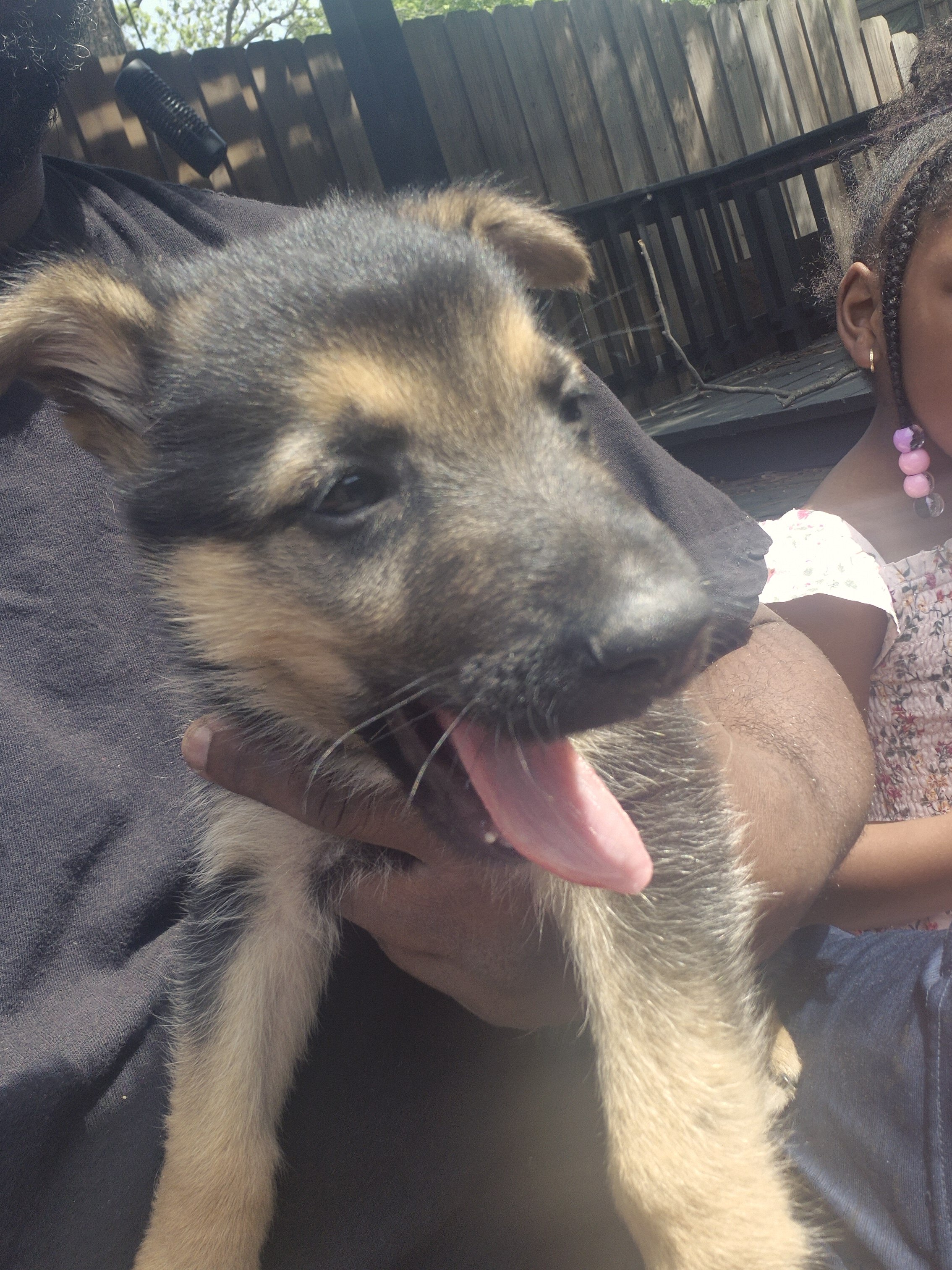 German shepherd puppies image 5