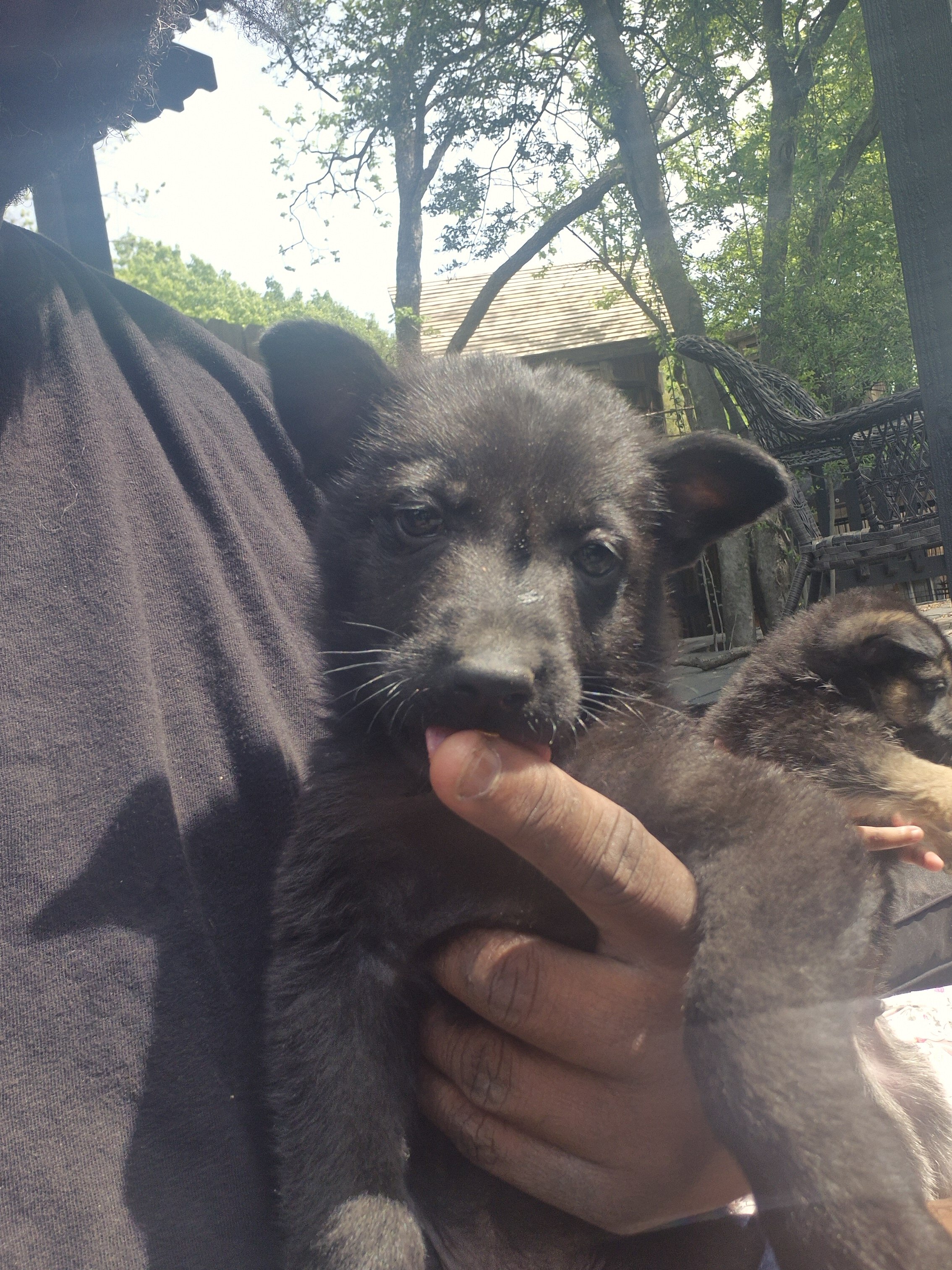 German shepherd puppies image 2