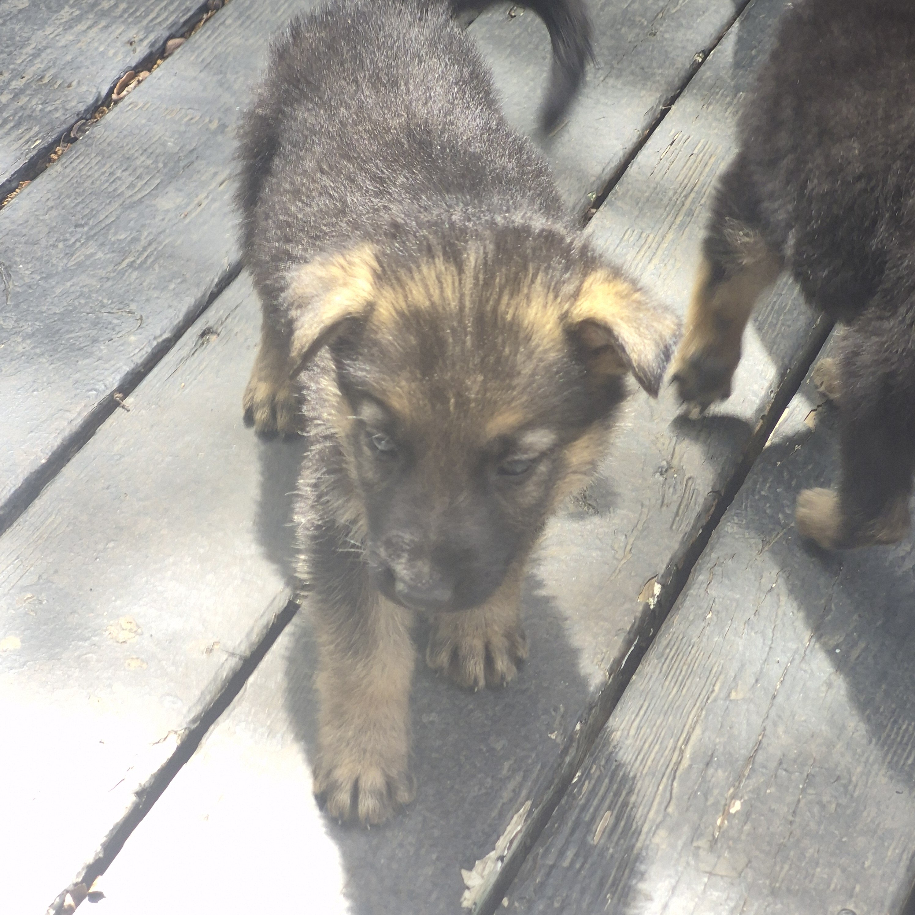 German shepherd puppies image 3