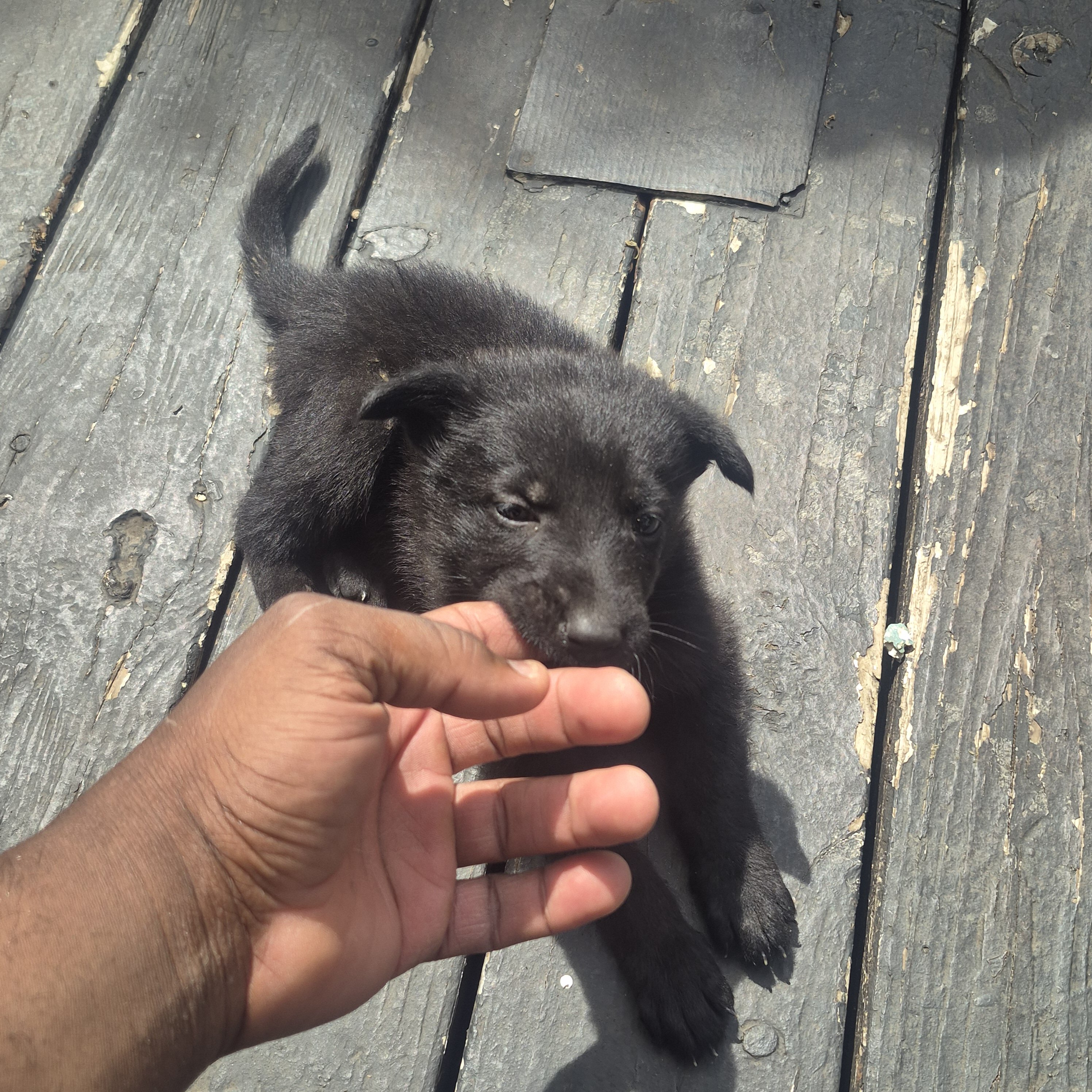 German shepherd puppies image 6