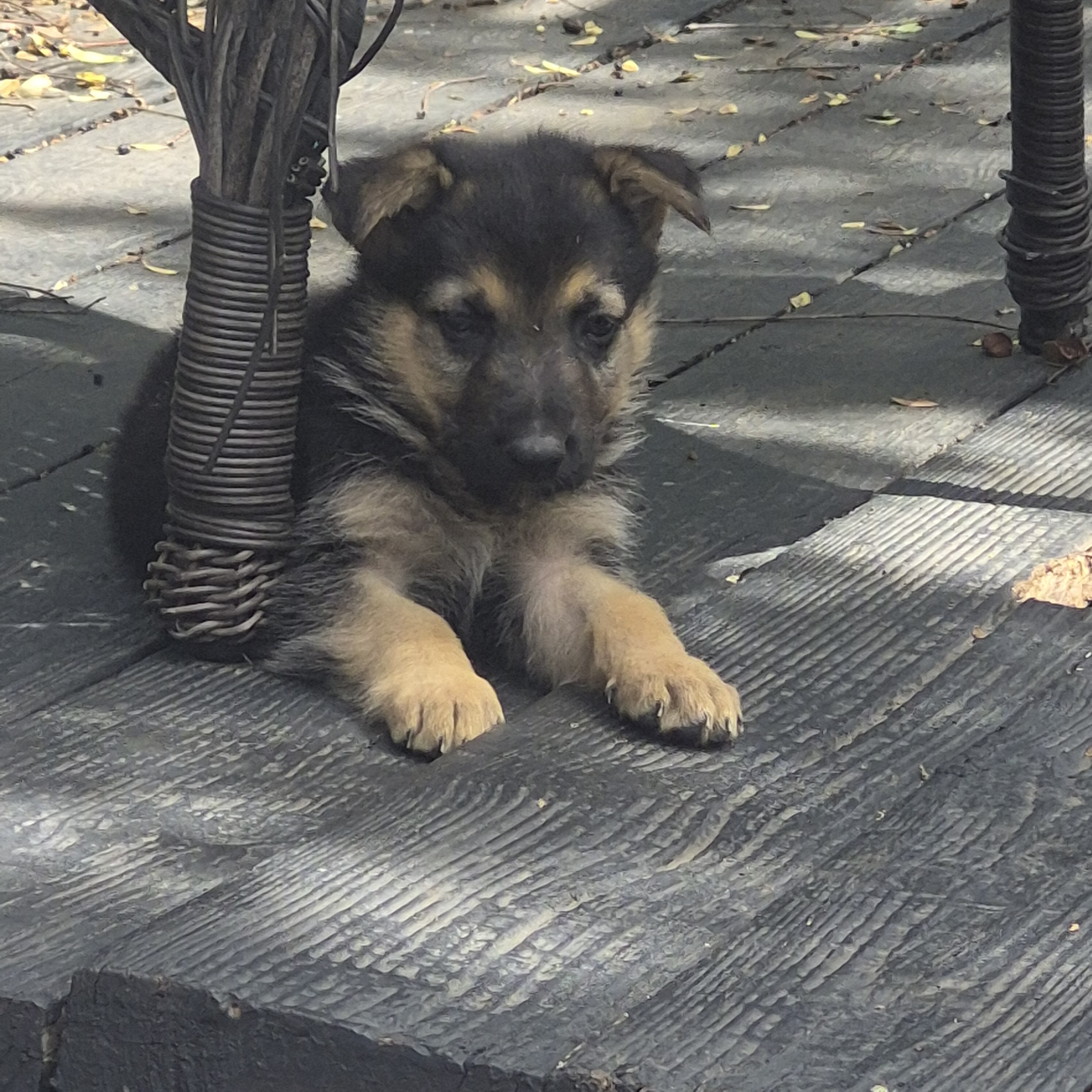 German shepherd puppies image 7