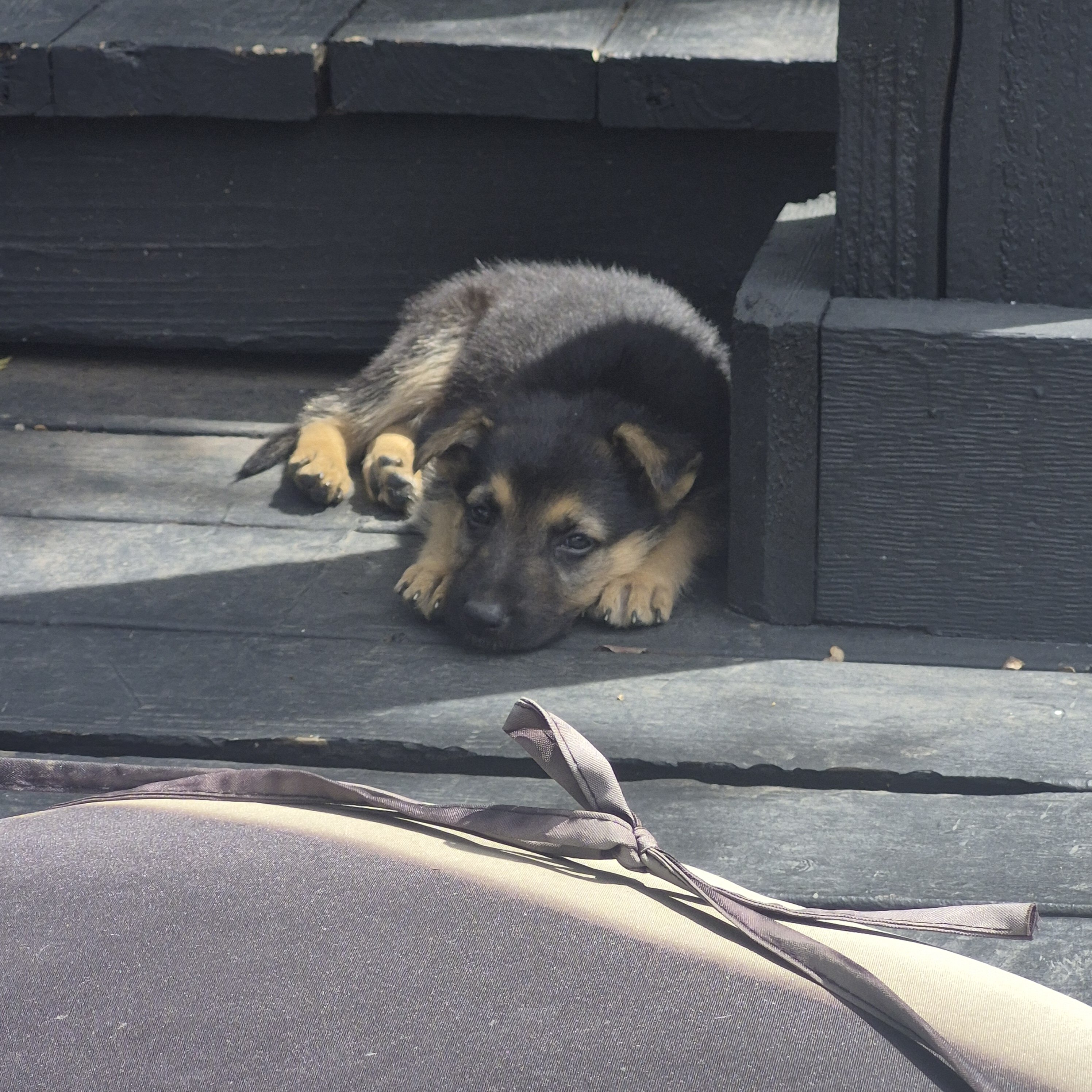 German shepherd puppies image 4