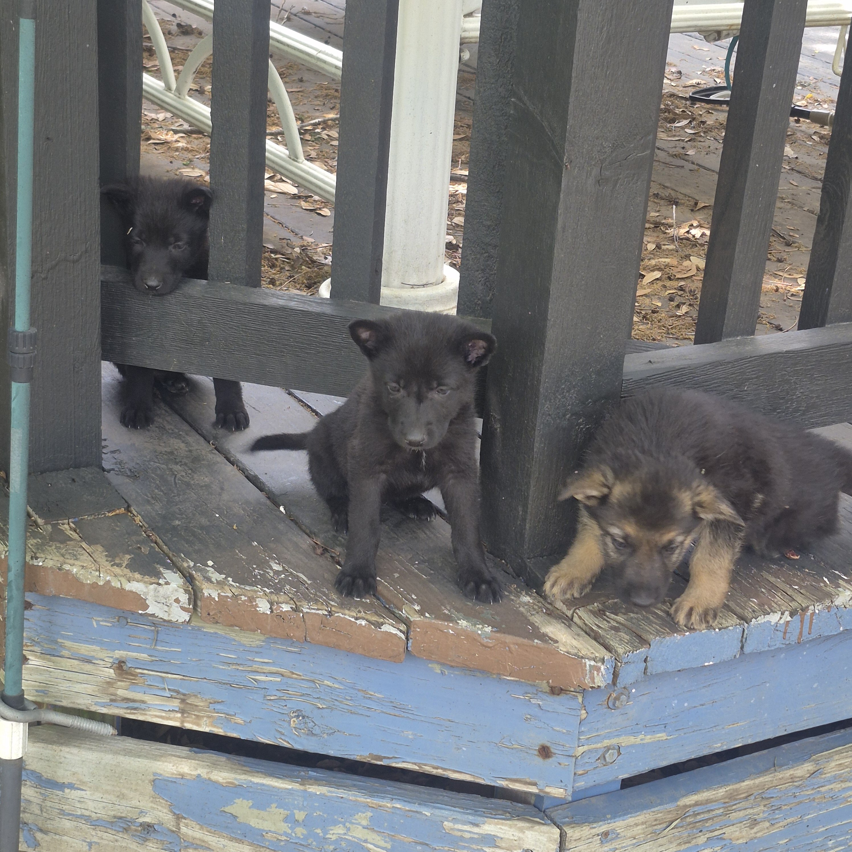 German shepherd puppies image 9