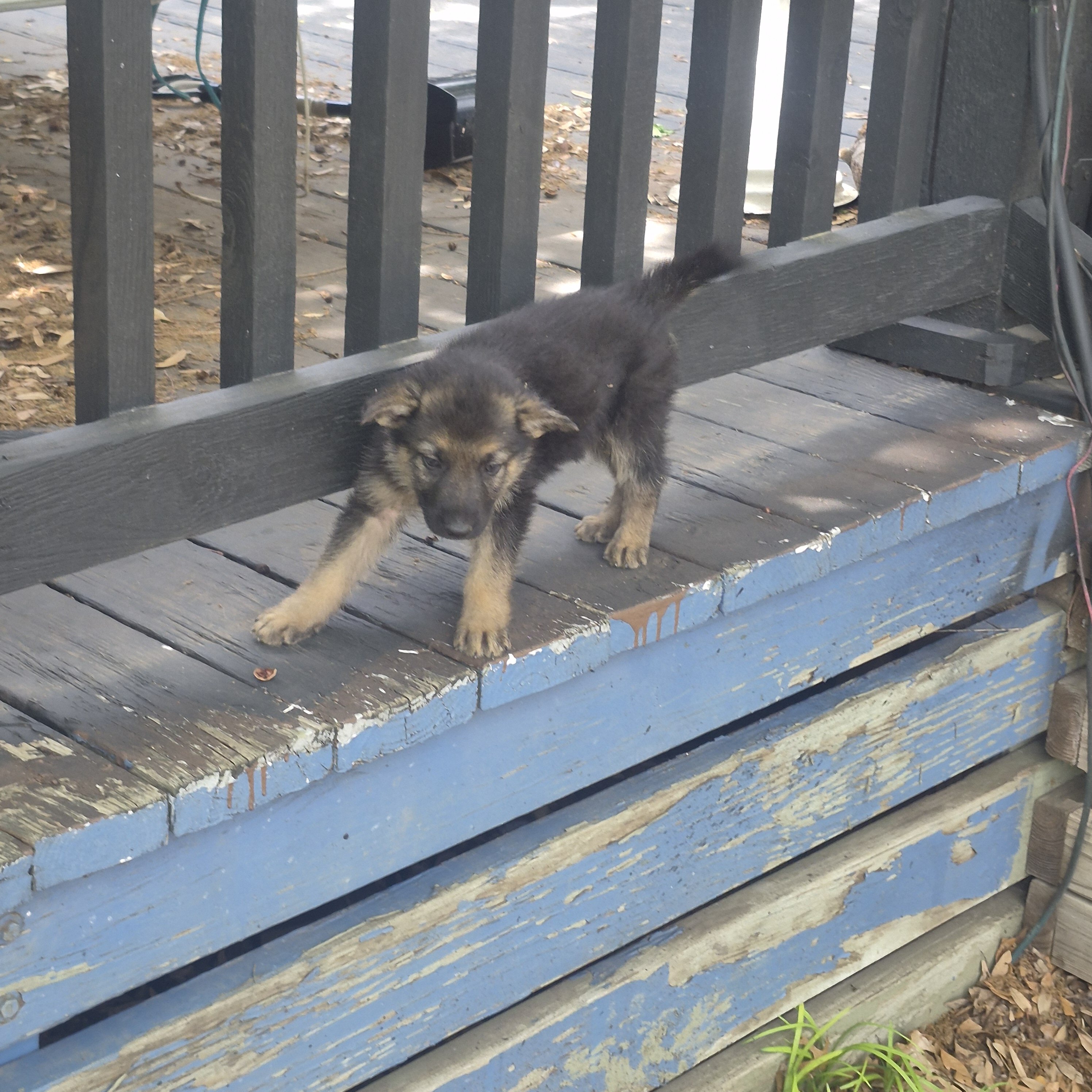 German shepherd puppies image 8