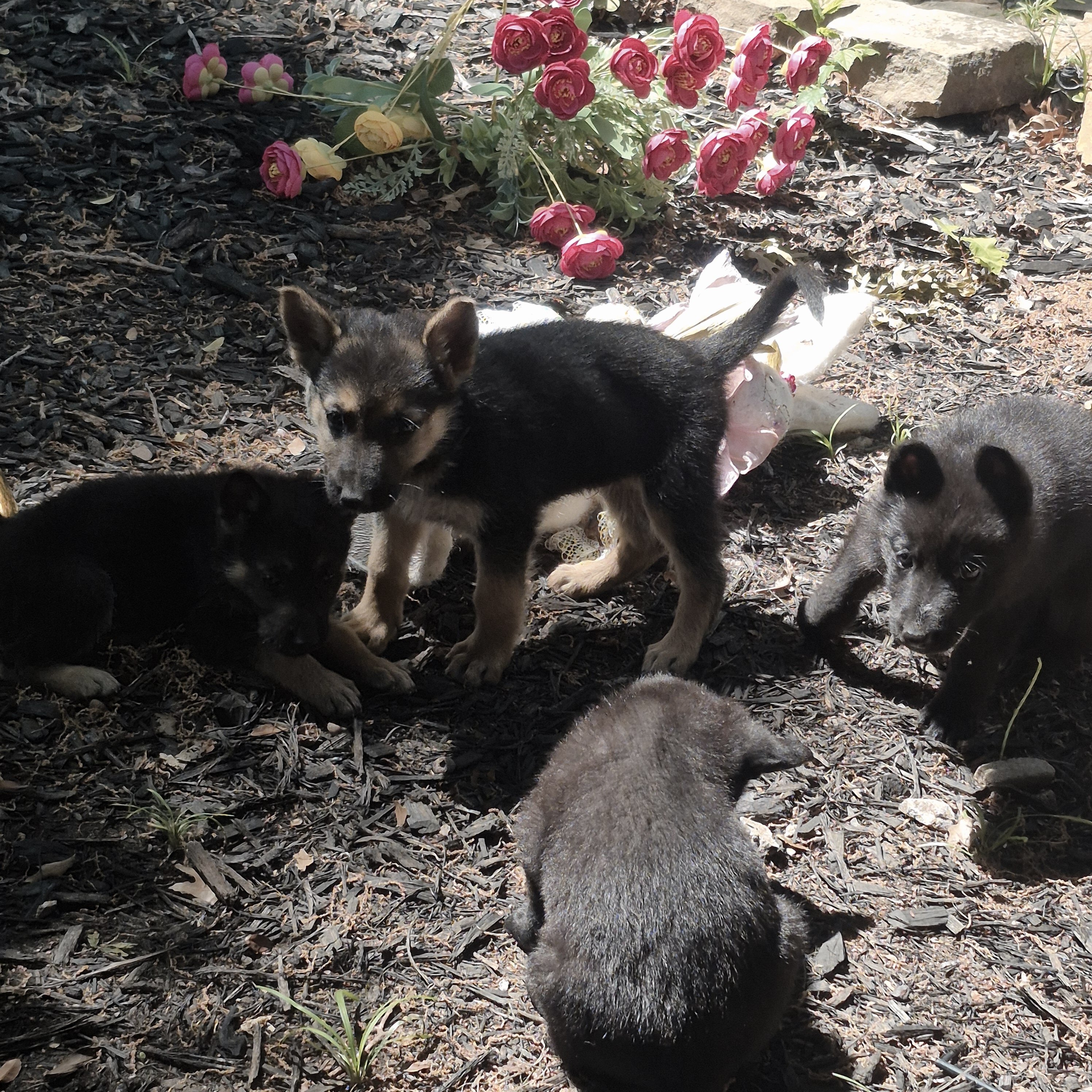 German shepherd puppies image 10