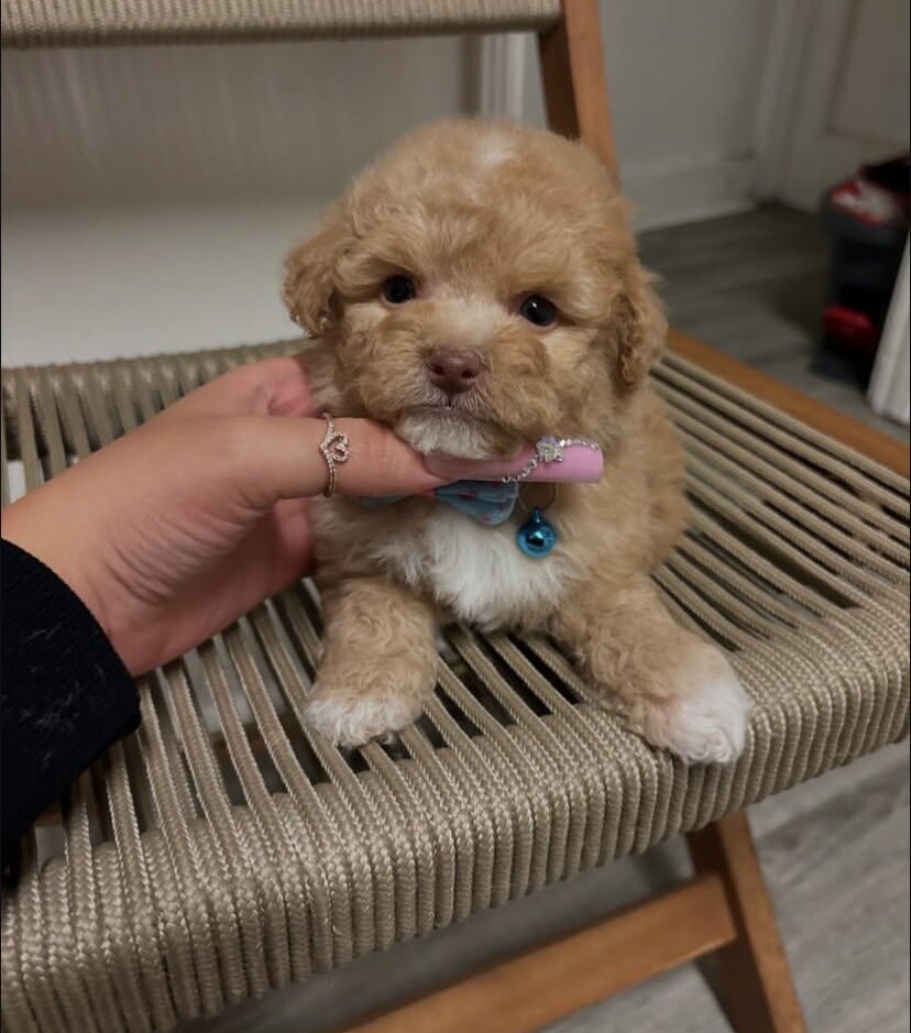 Maltipoo image 3