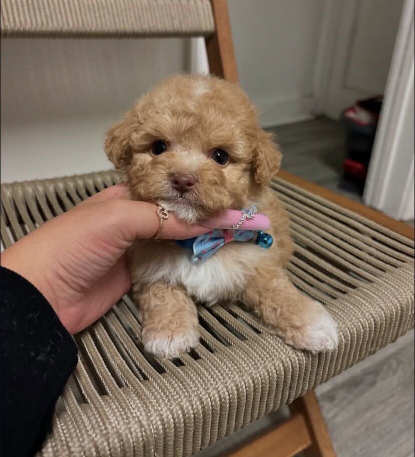 Maltipoo image 2