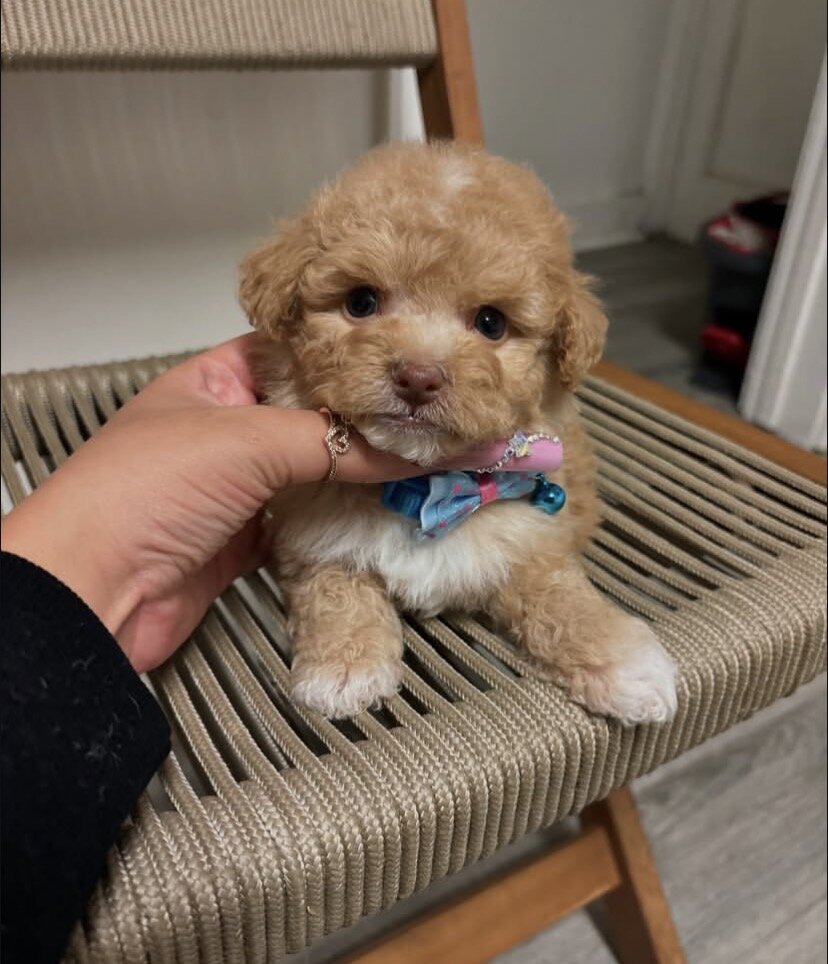 Maltipoo image 1