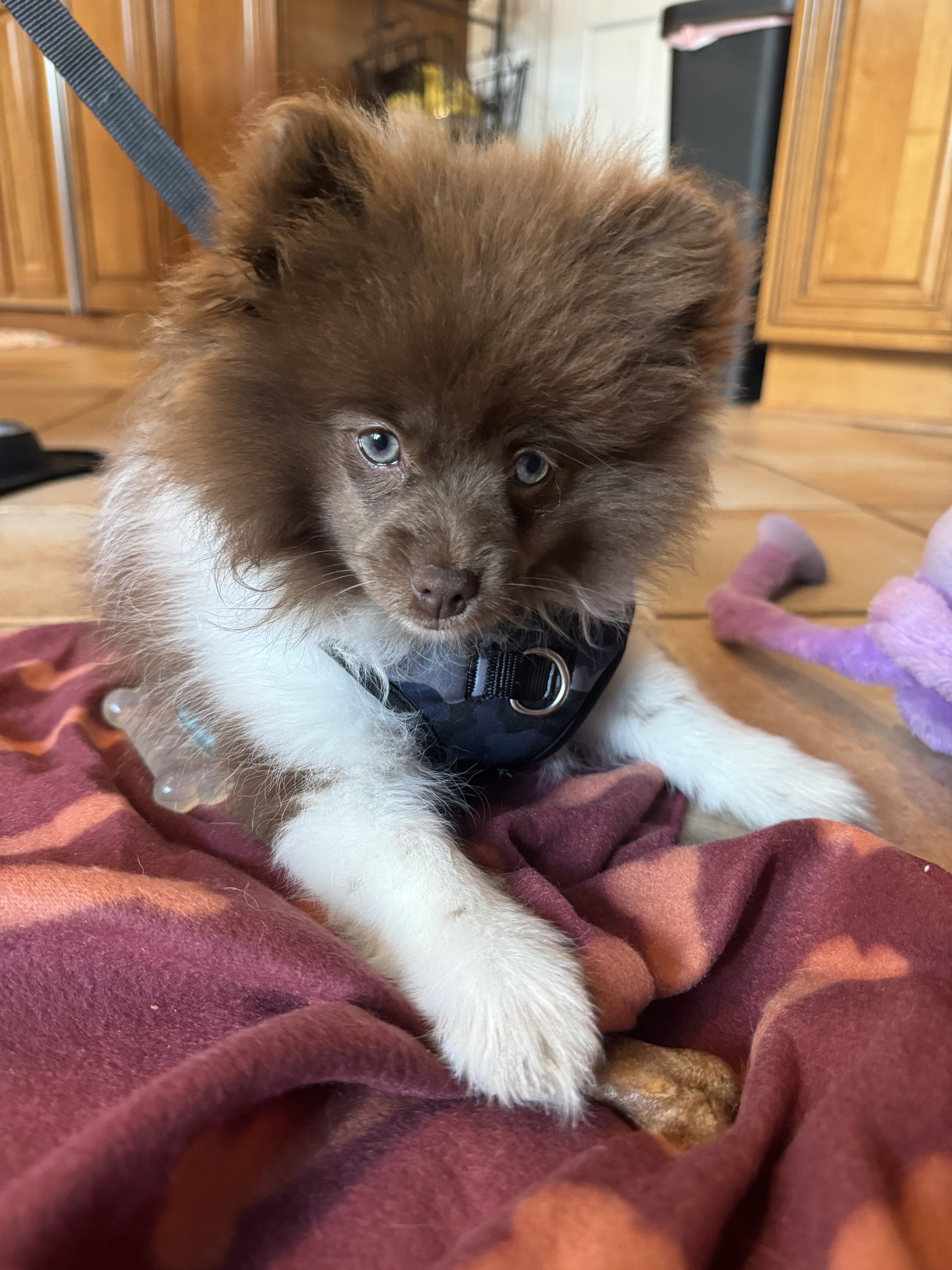 Pomeranian puppy image 1