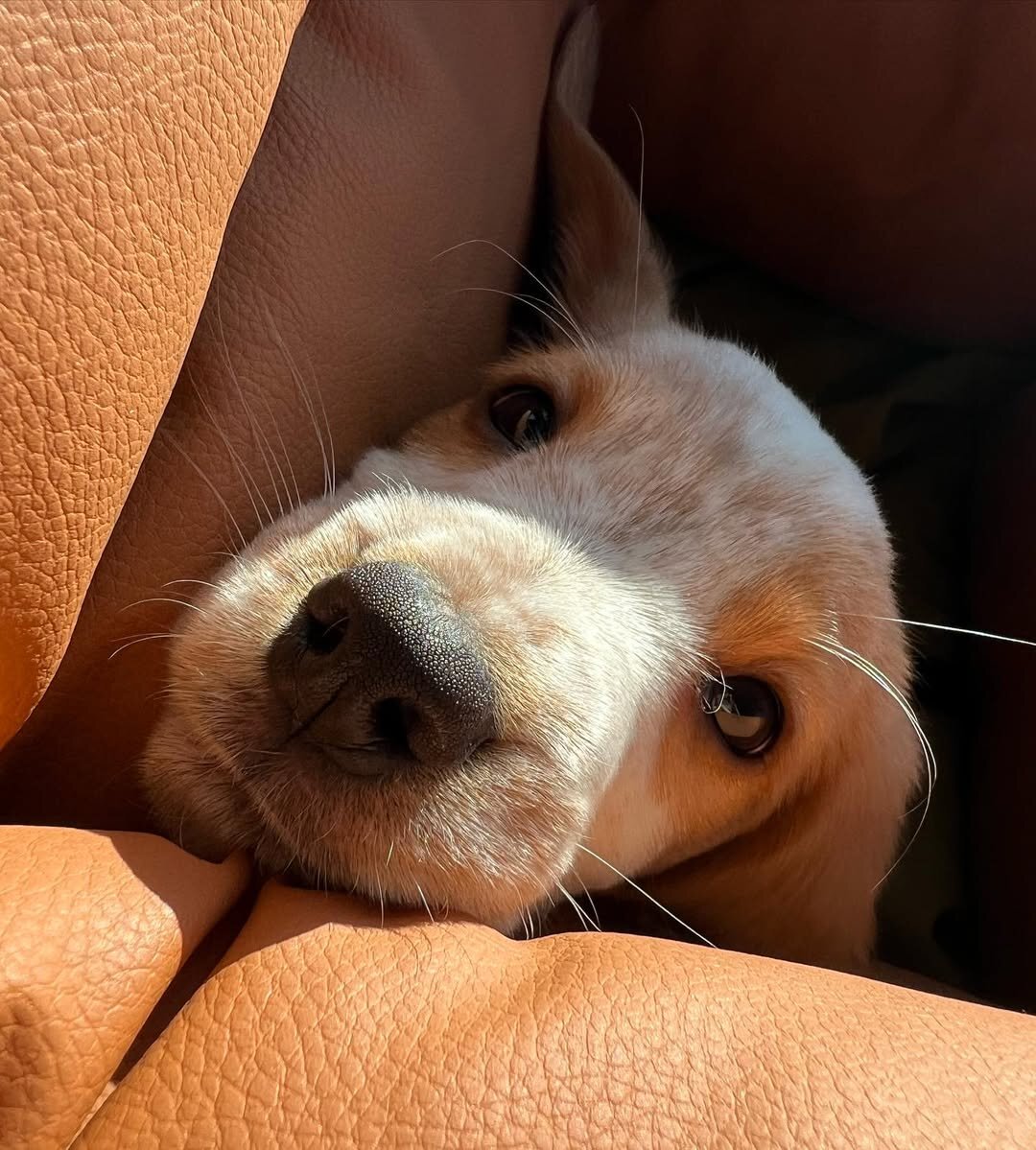 Beagle Puppies image 2