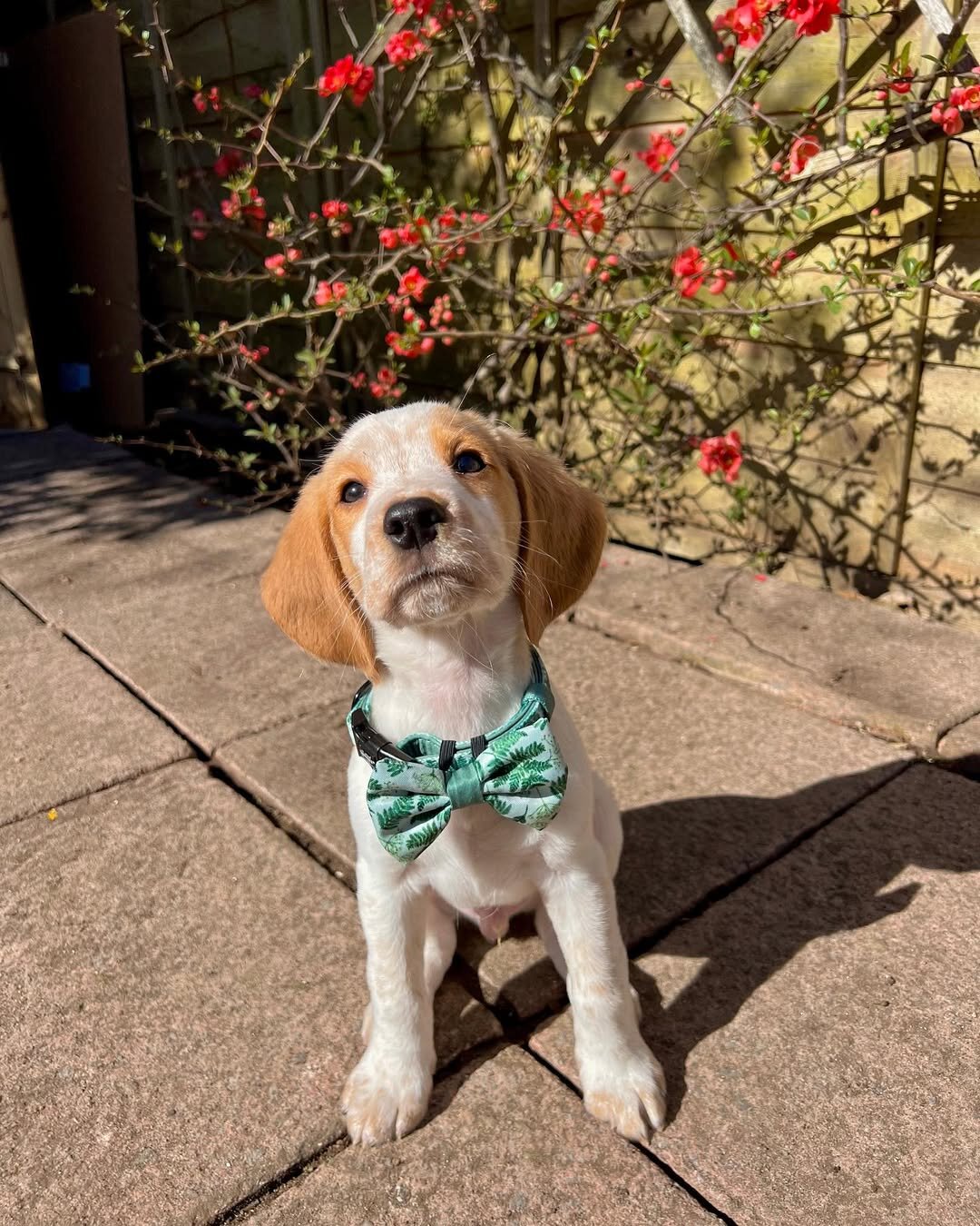 Beagle Puppies image 3