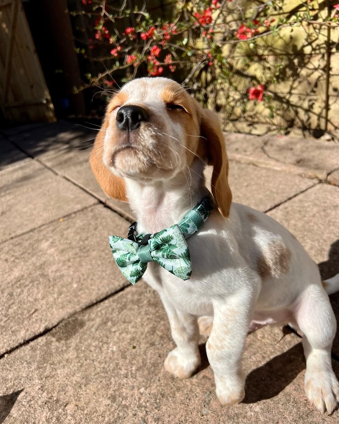 Beagle Puppies image 4