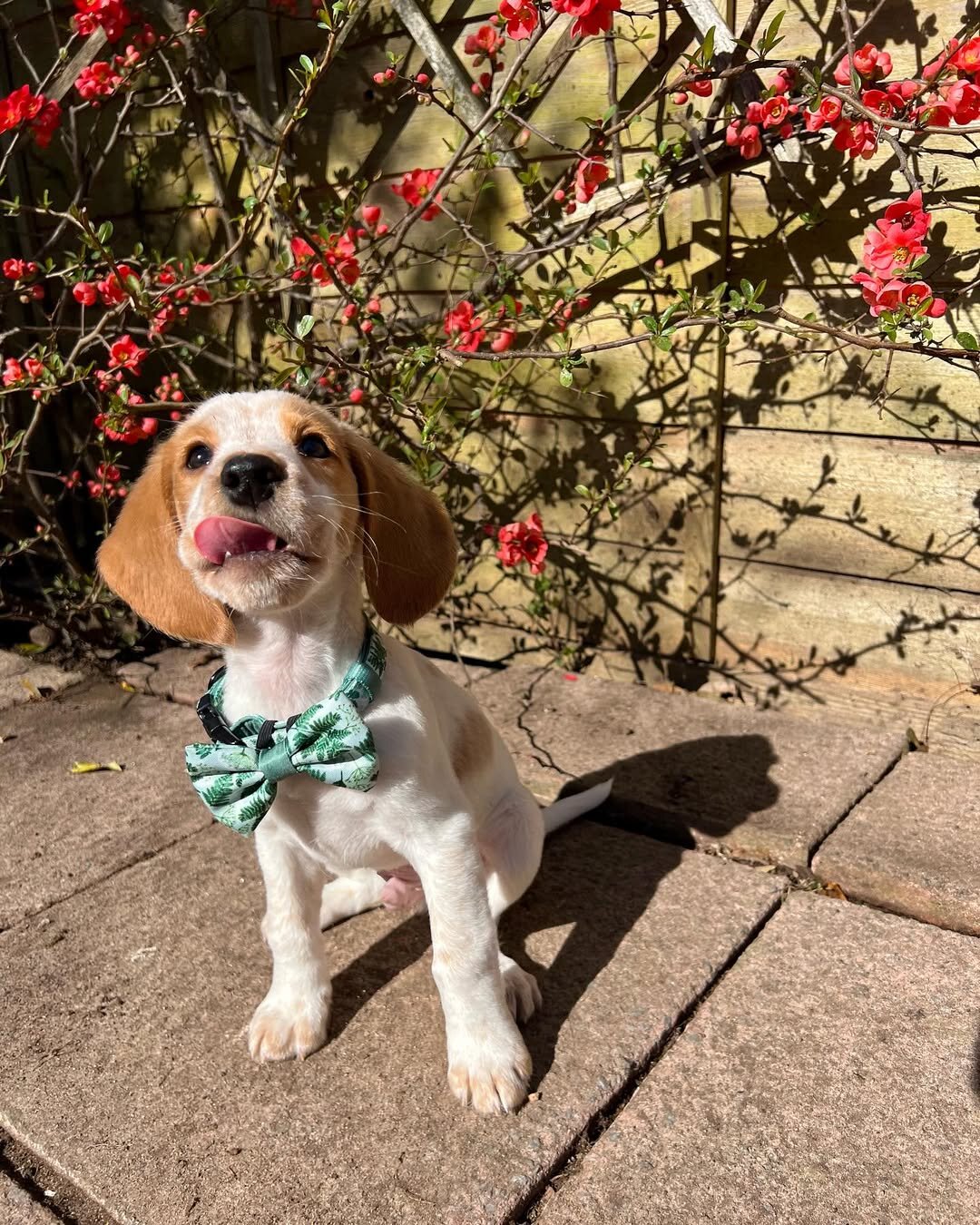 Beagle Puppies image 6