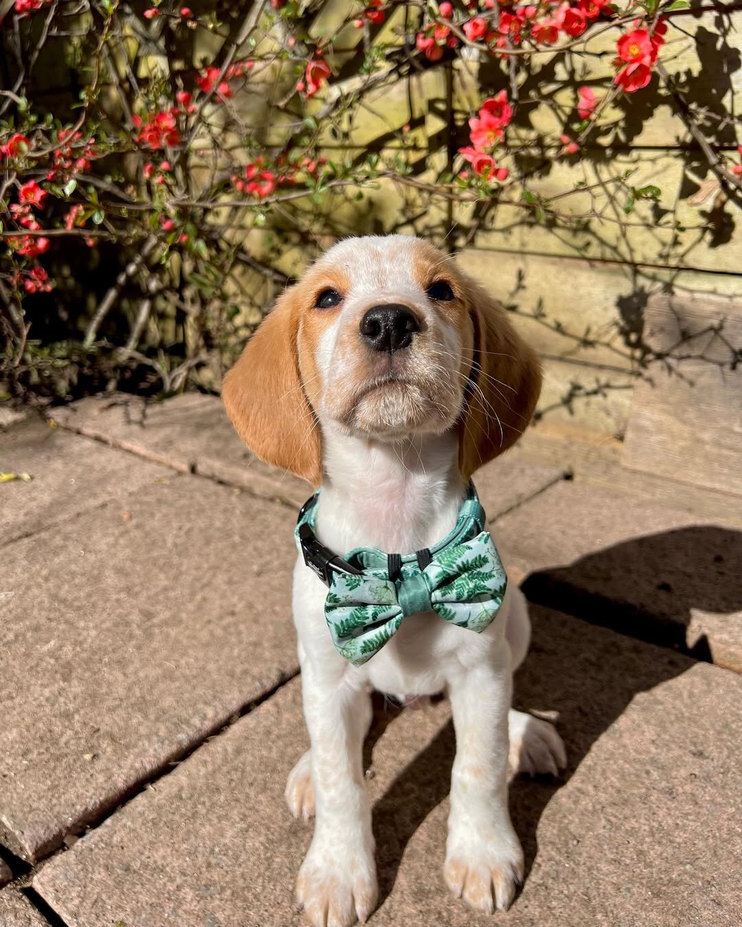 Beagle Puppies image 8