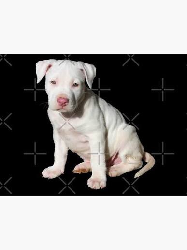 Wanting  pitbull puppy to give a happy life image 2