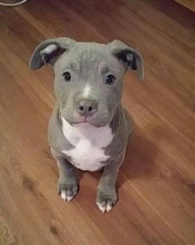 Wanting  pitbull puppy to give a happy life image 1