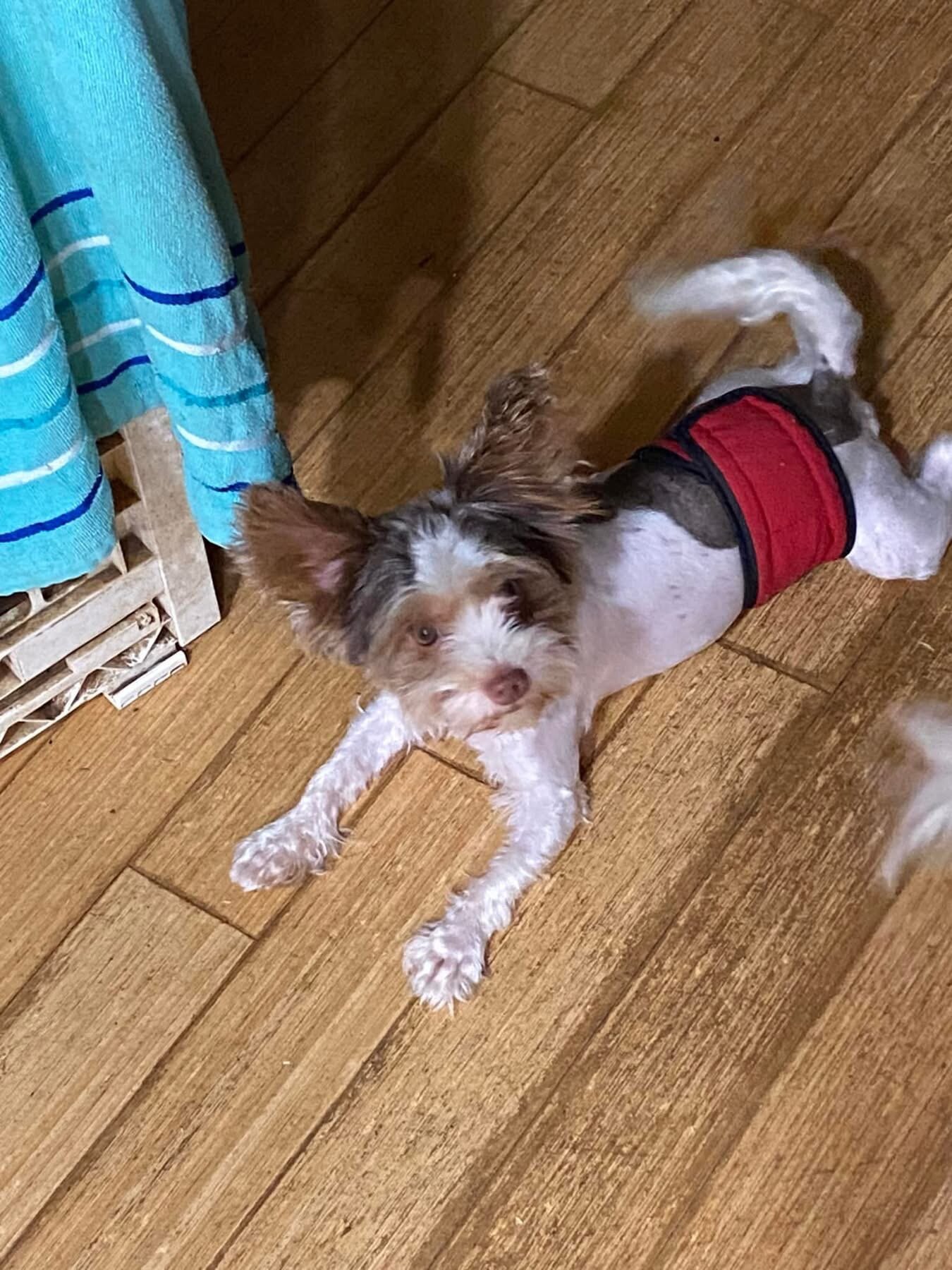 Axel ( biro biewer terrier) image 2