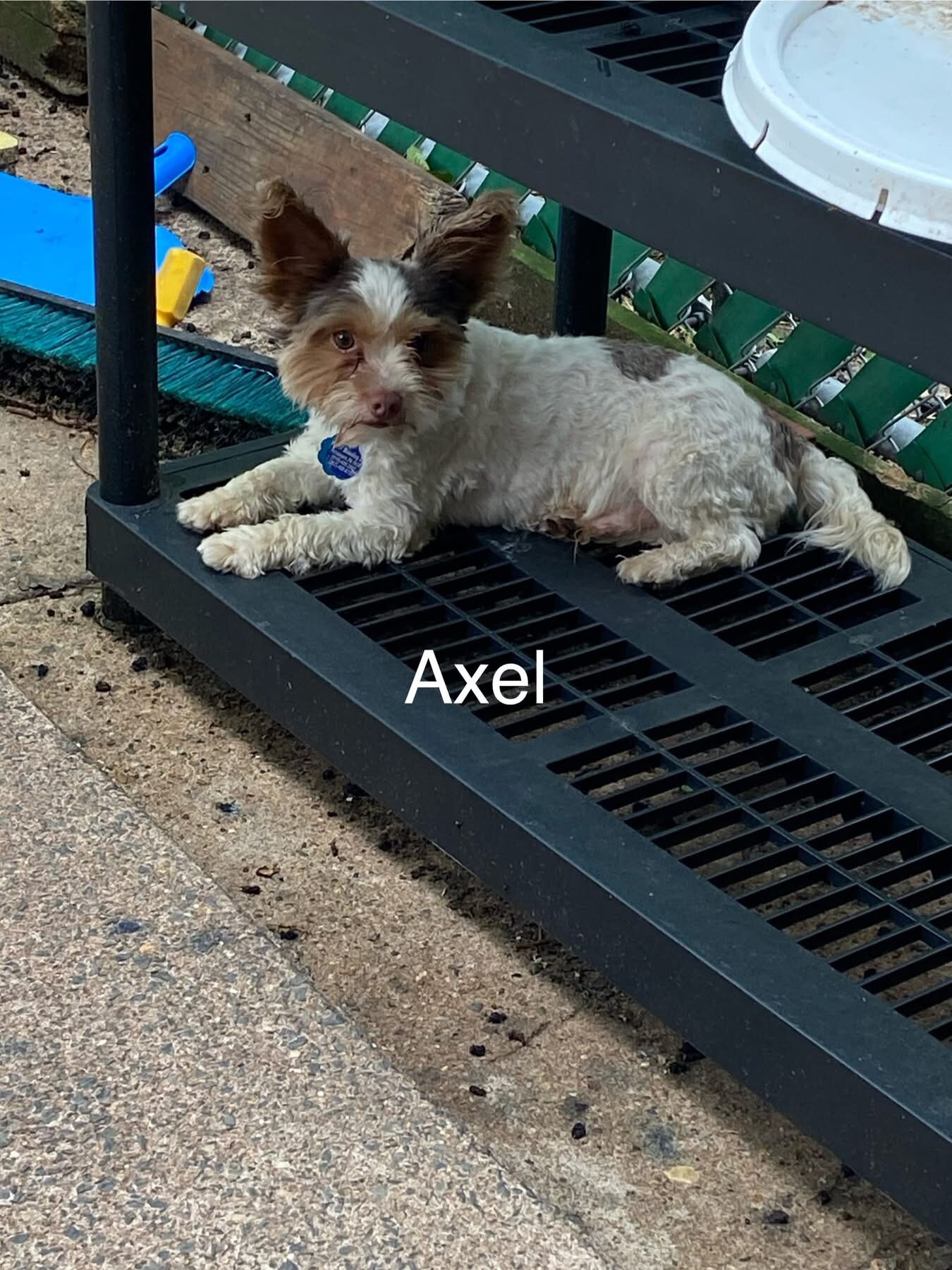 Axel ( biro biewer terrier) image 1