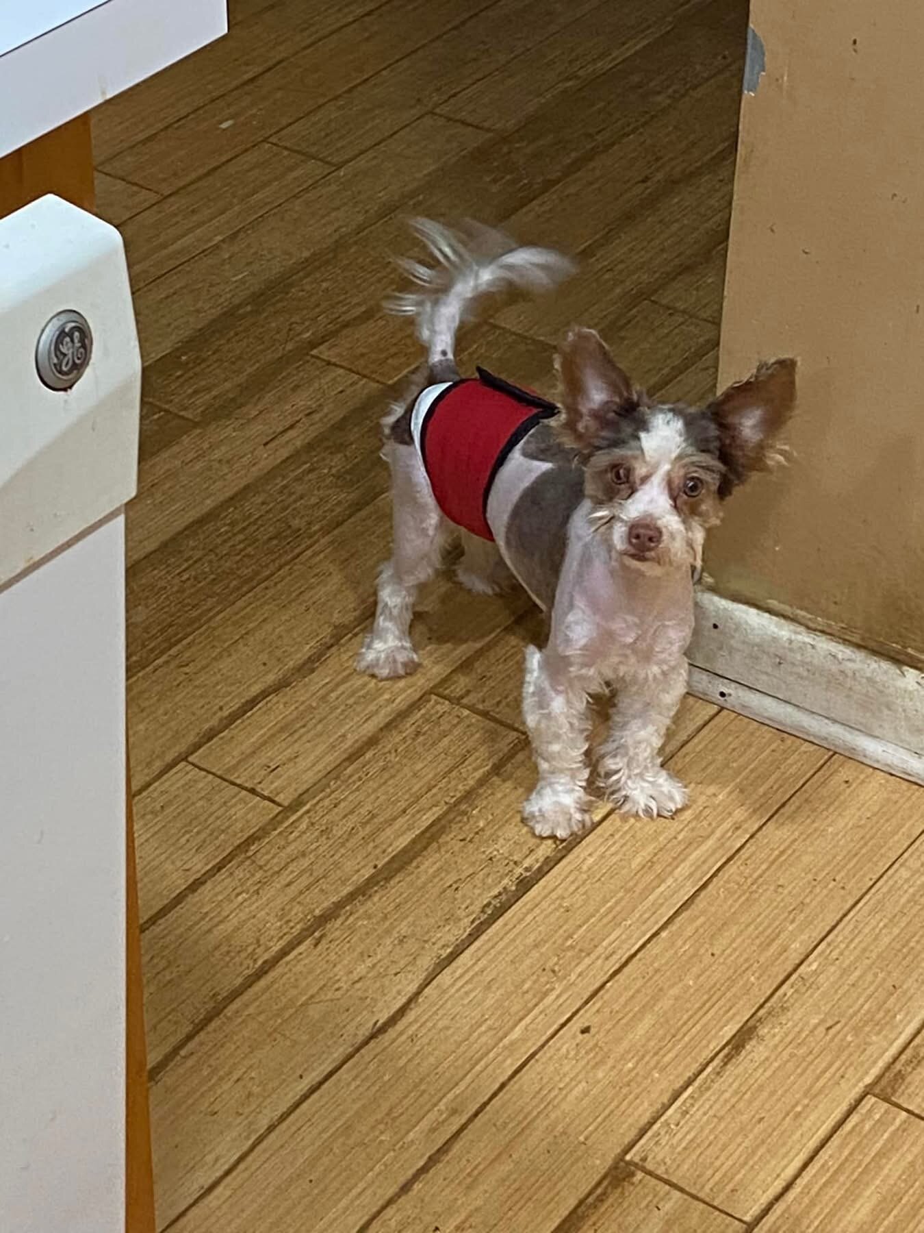 Axel ( biro biewer terrier) image 3
